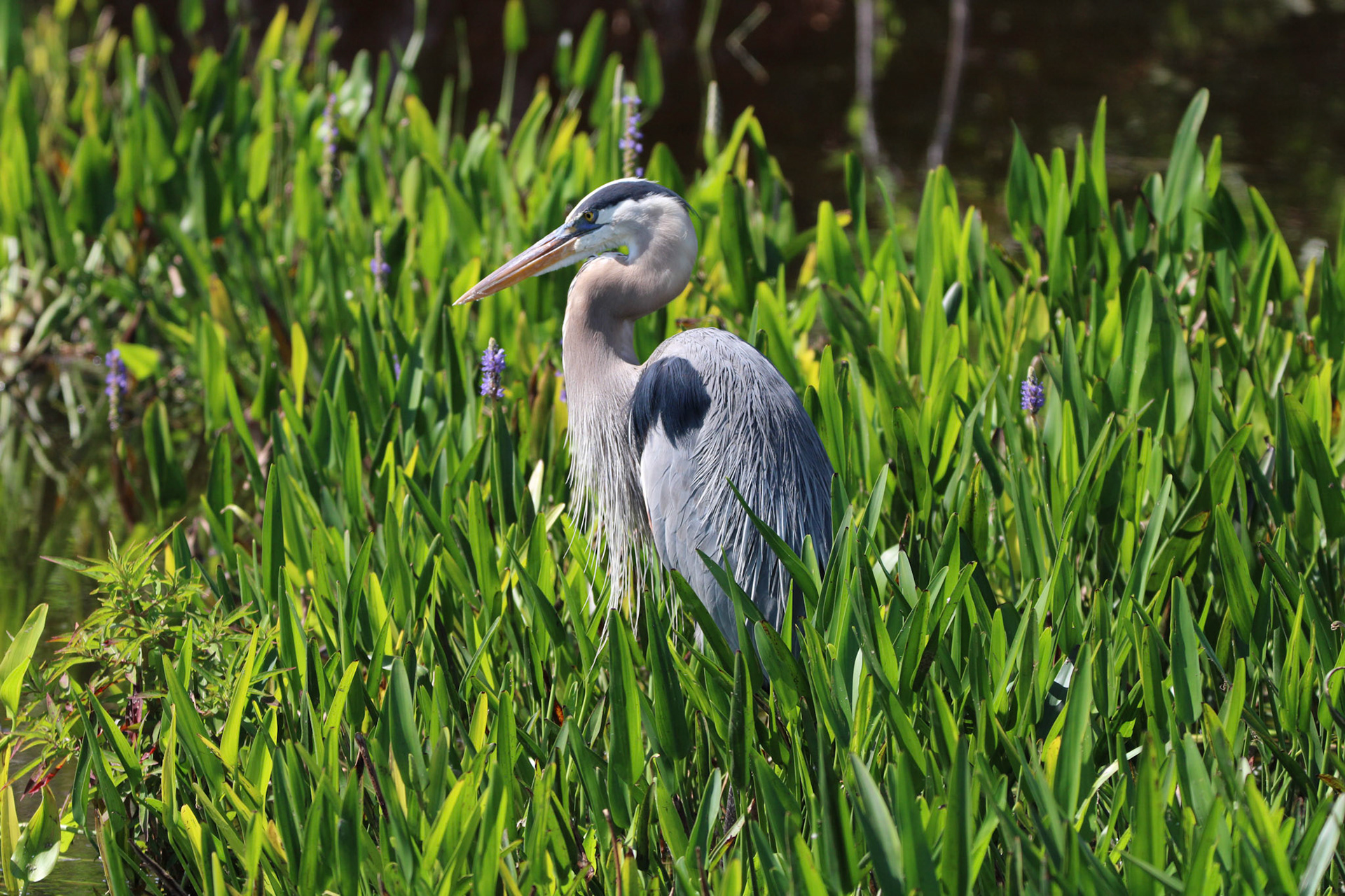 Great Blue Heron - Wakodahatchee Wetlands