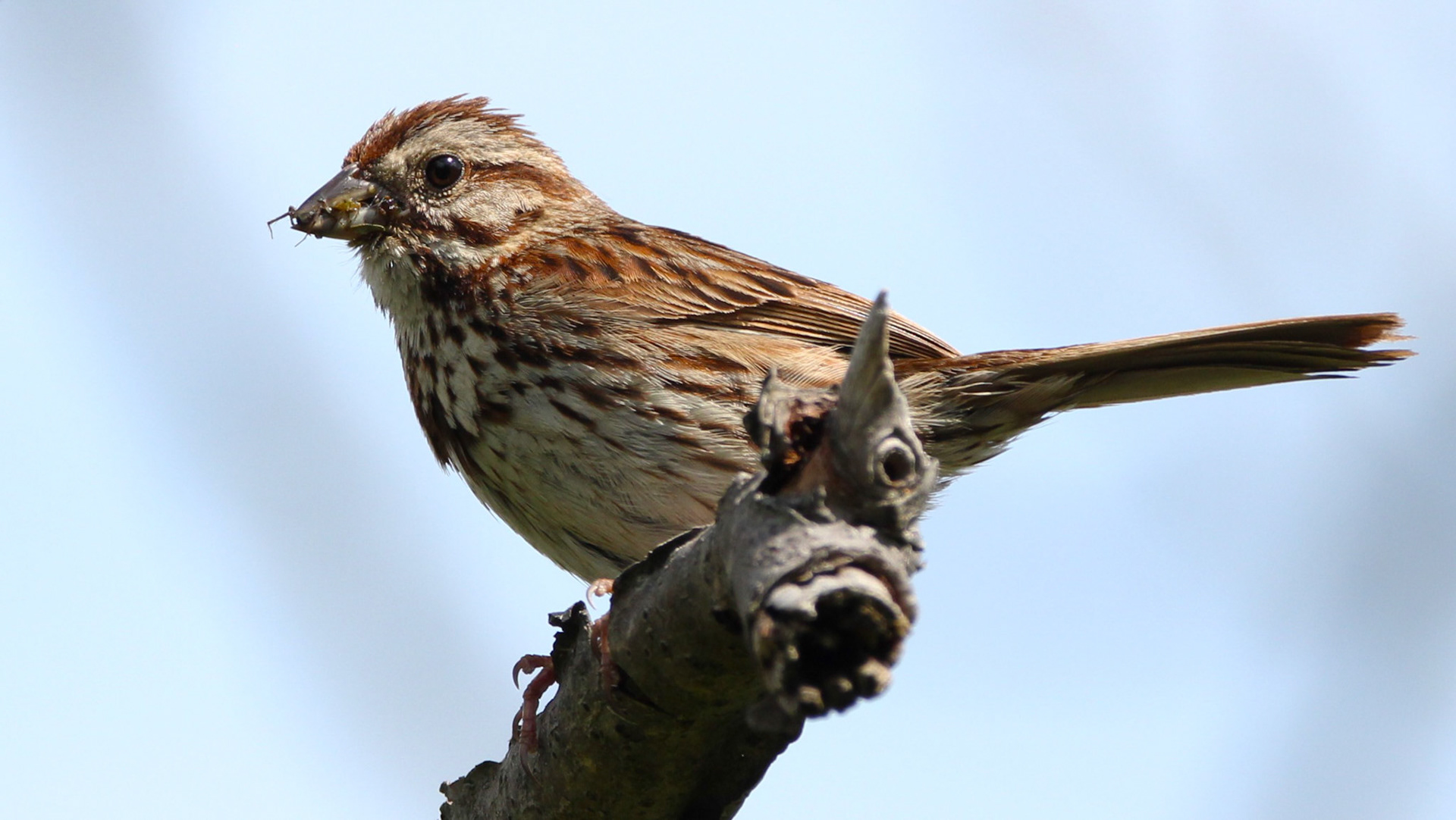 Song Sparrow