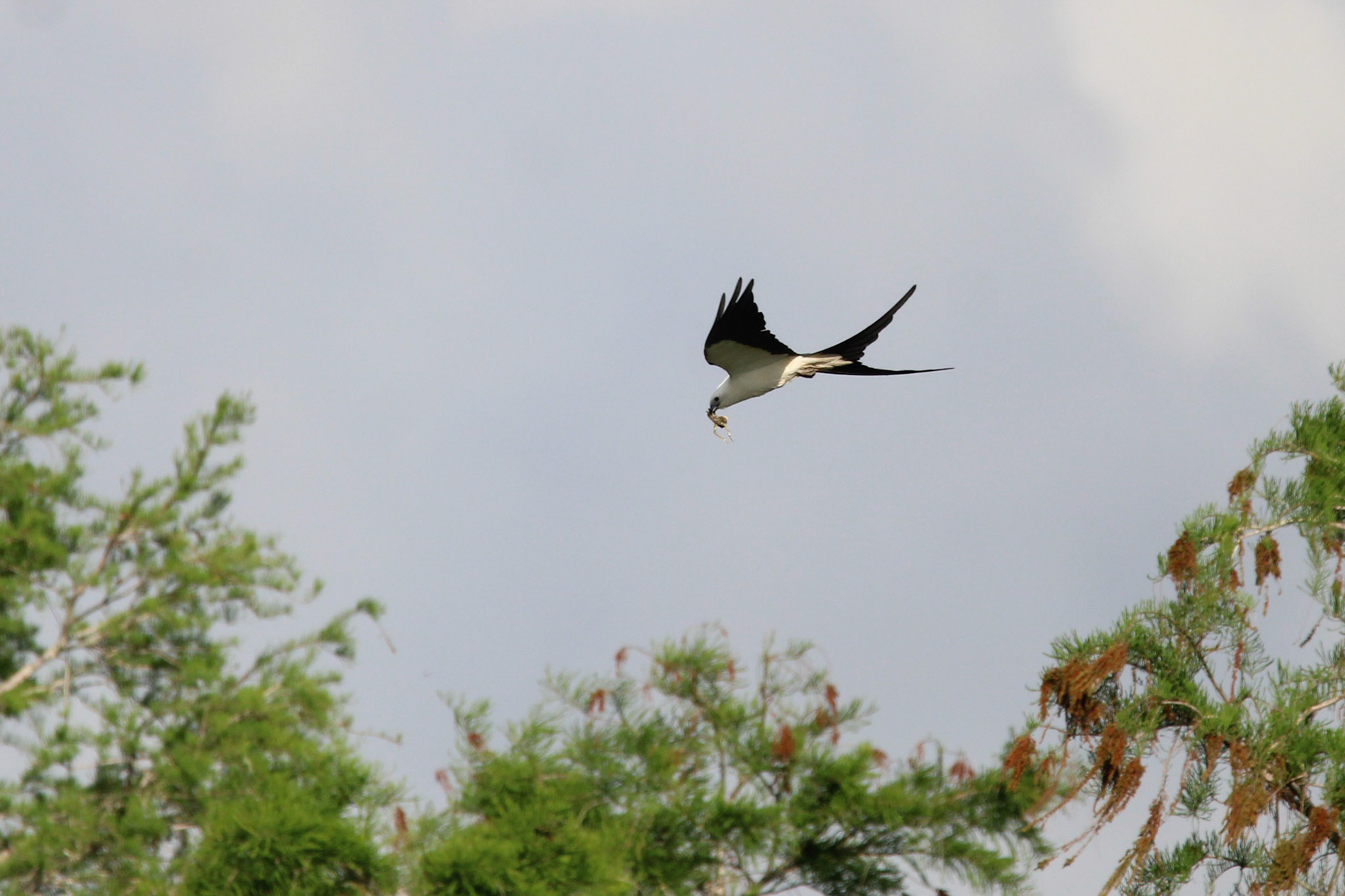 Swallow-tailed Kite -  Anhinga Trail