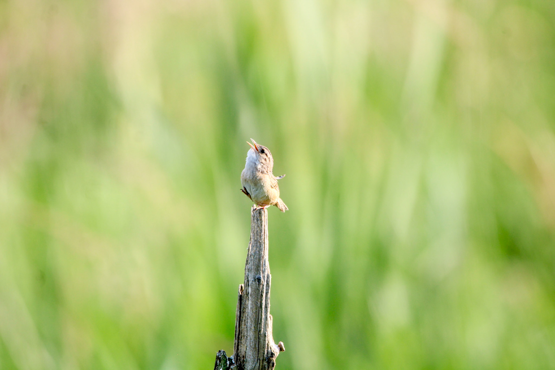 Sedge Wren