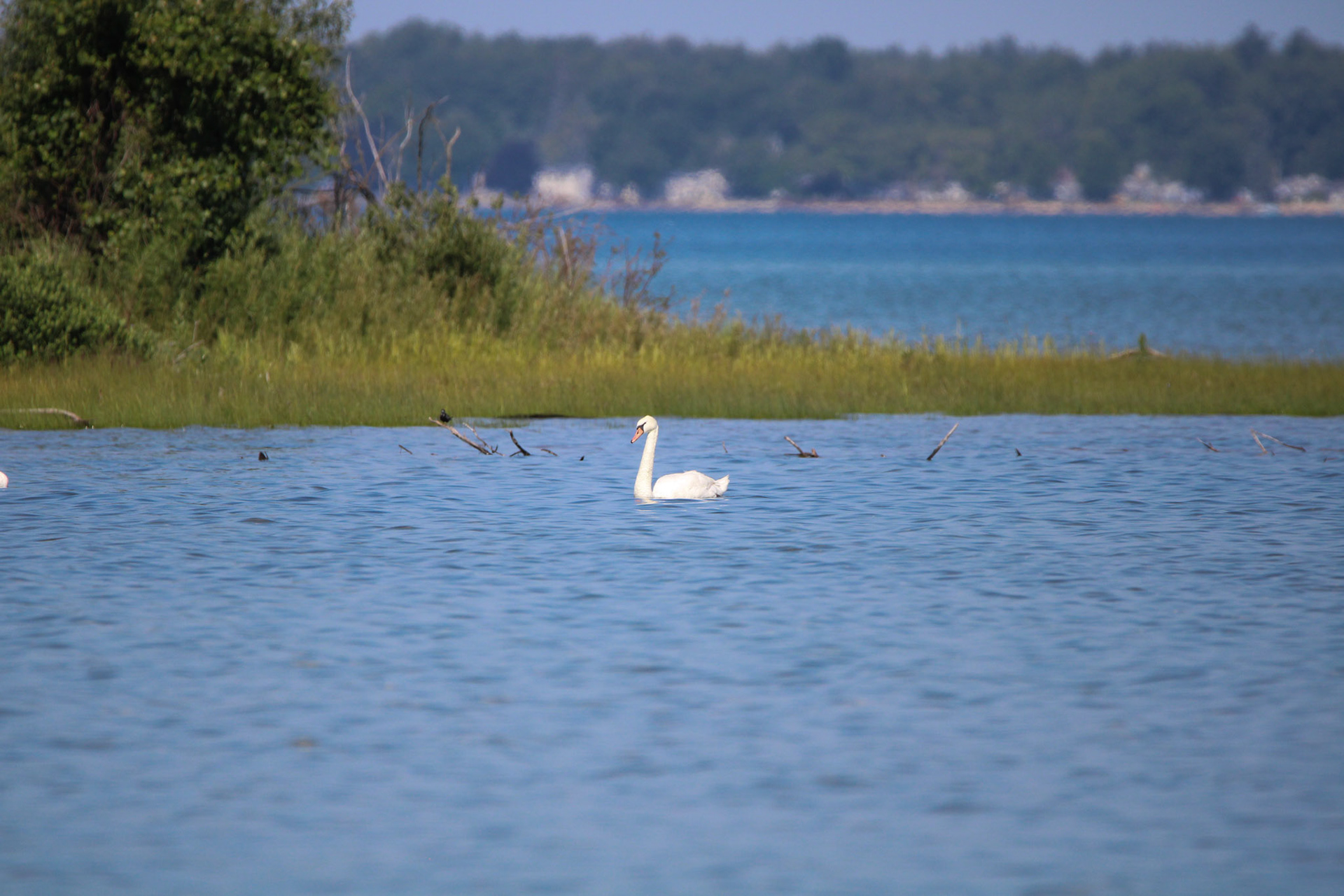 Mute Swan
