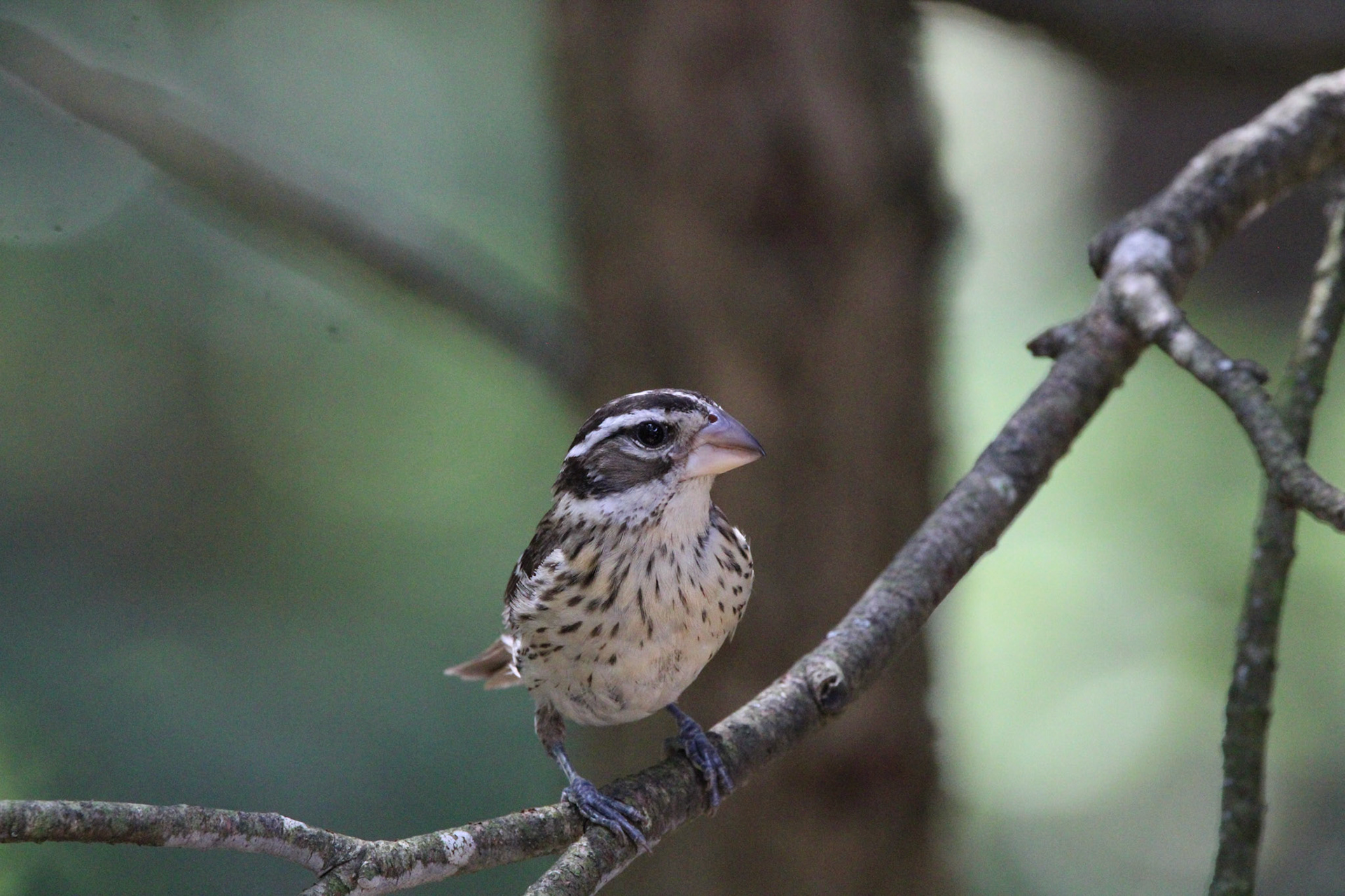 Rose-breasted Grosbeak