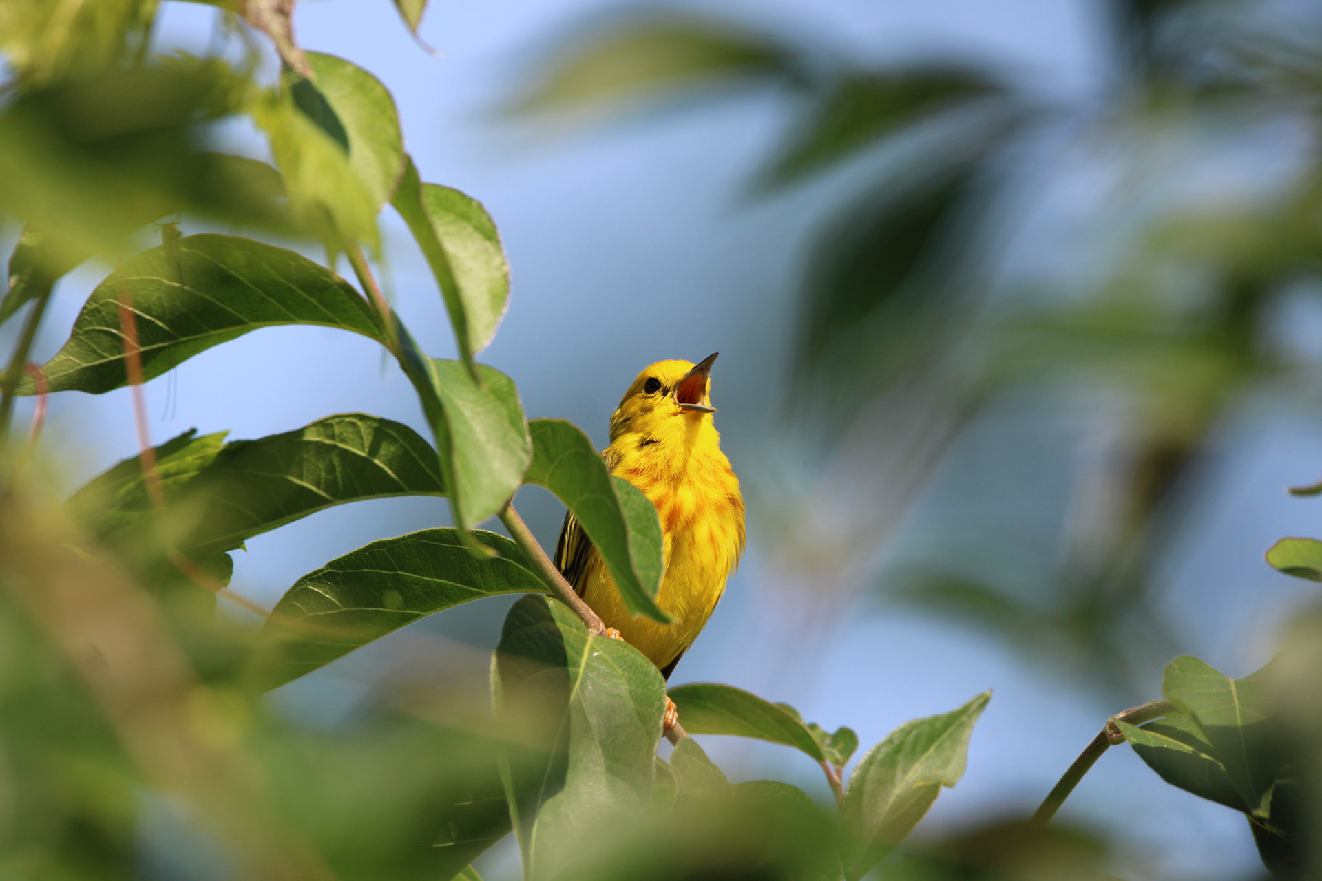 Northern Yellow Warbler - Sterling State Park