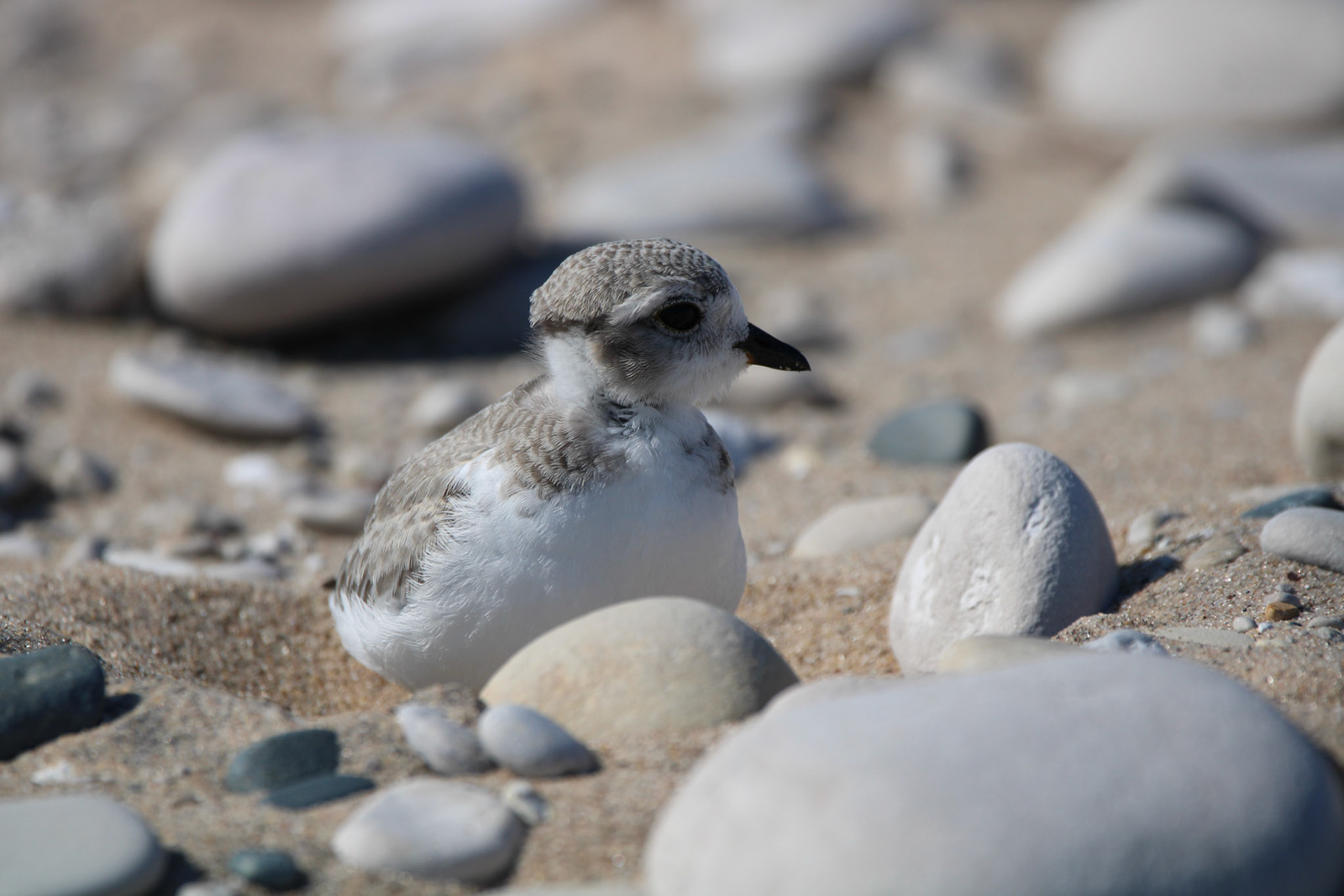 Piping Plover