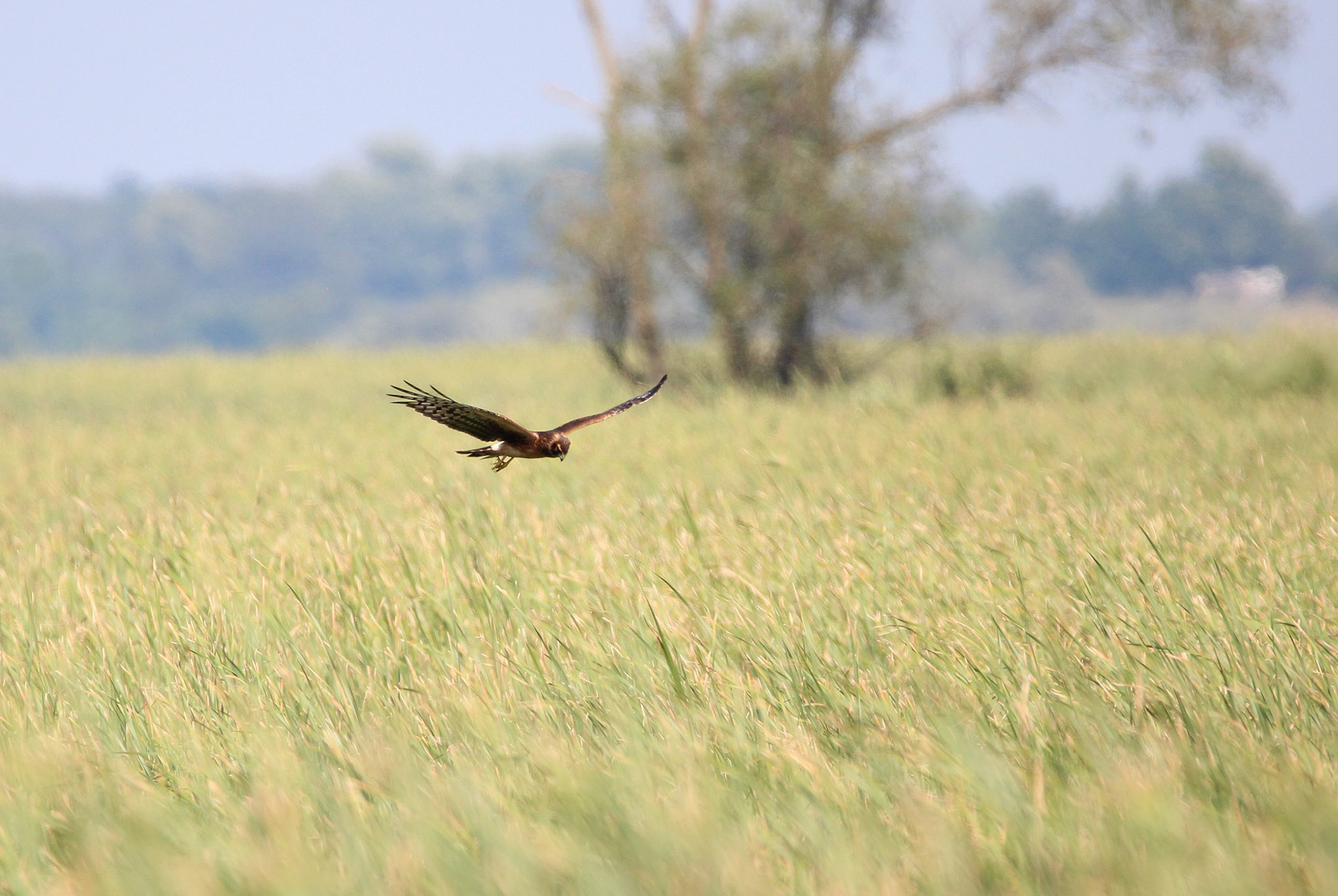 Northern Harrier - Horicon Marsh