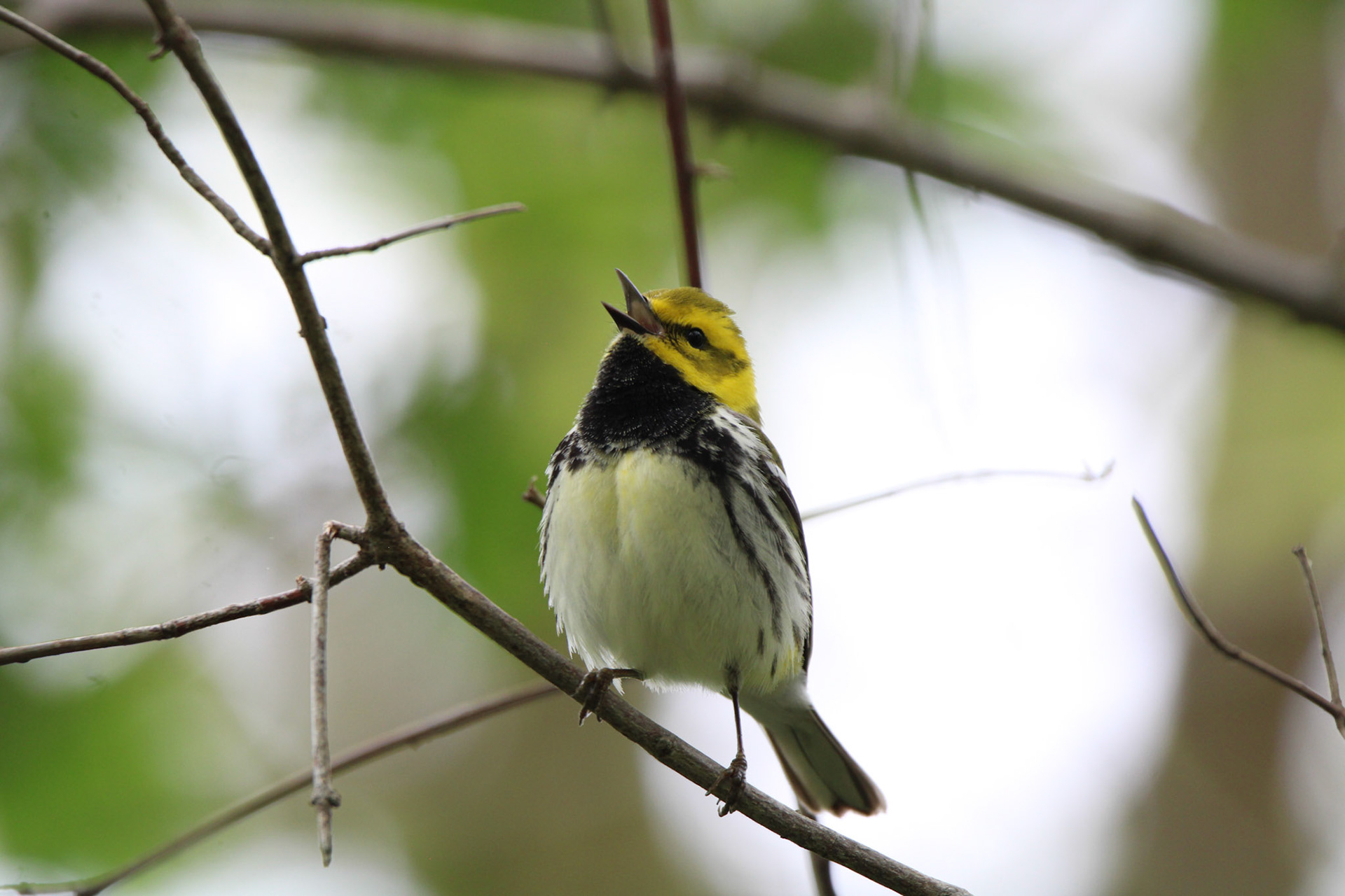 Black-throated Green Warbler