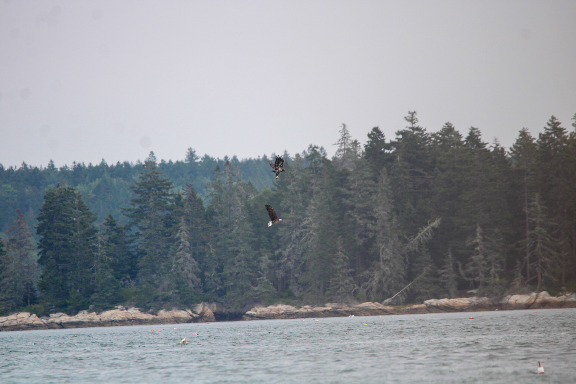 Bald Eagle by Ryan