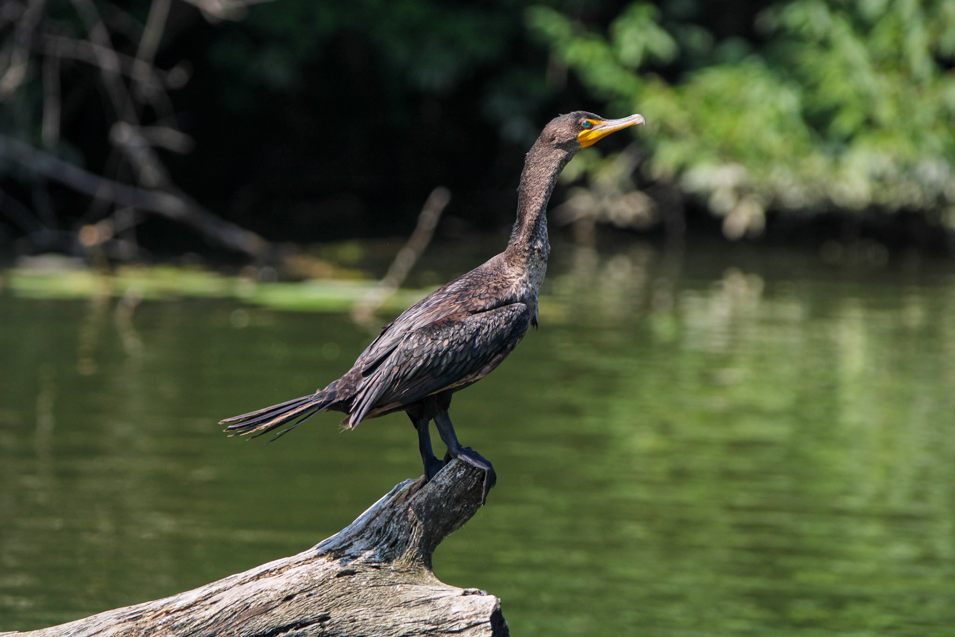 Double-crested Cormorant - Sterling State Park