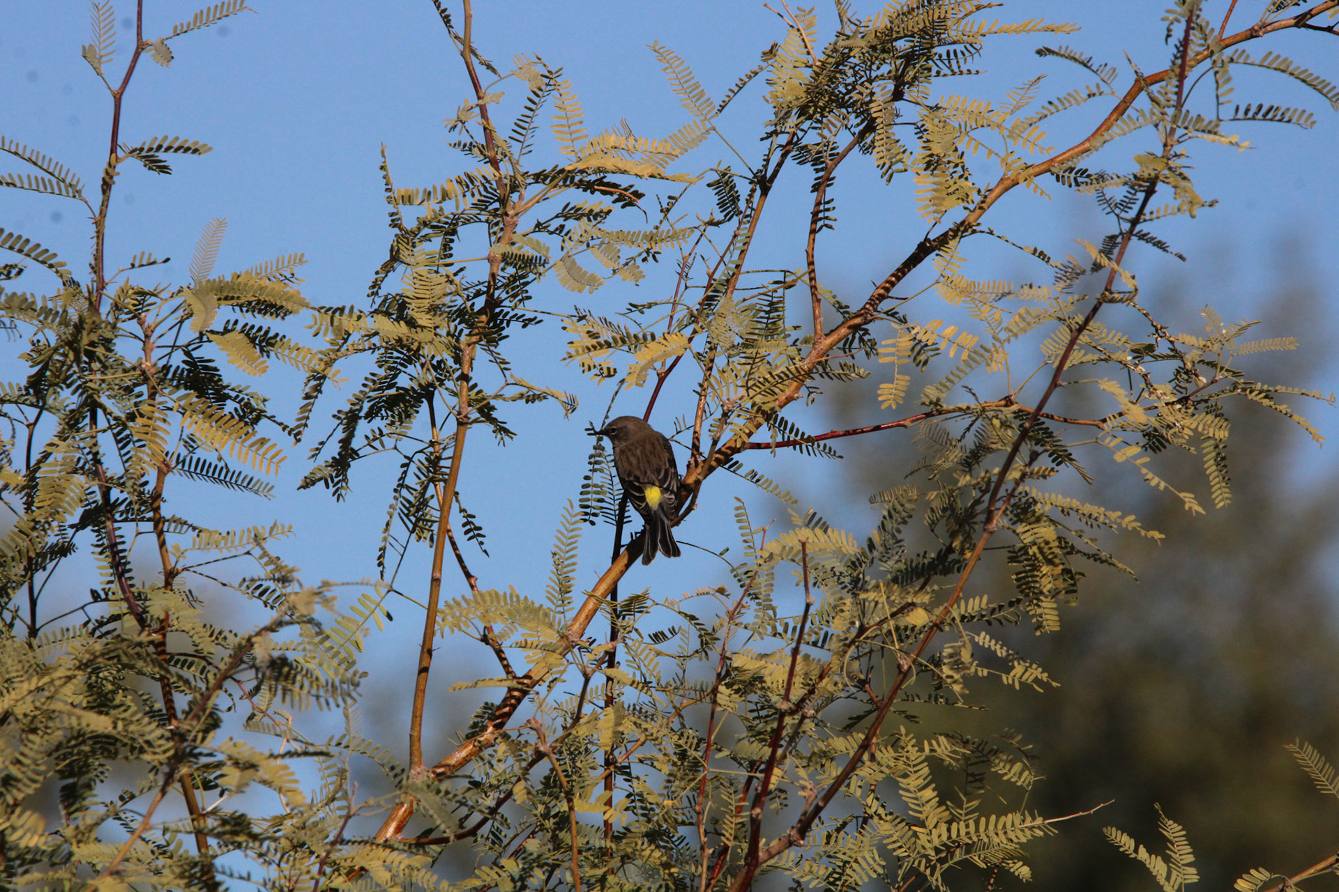 Yellow-rumped Warbler