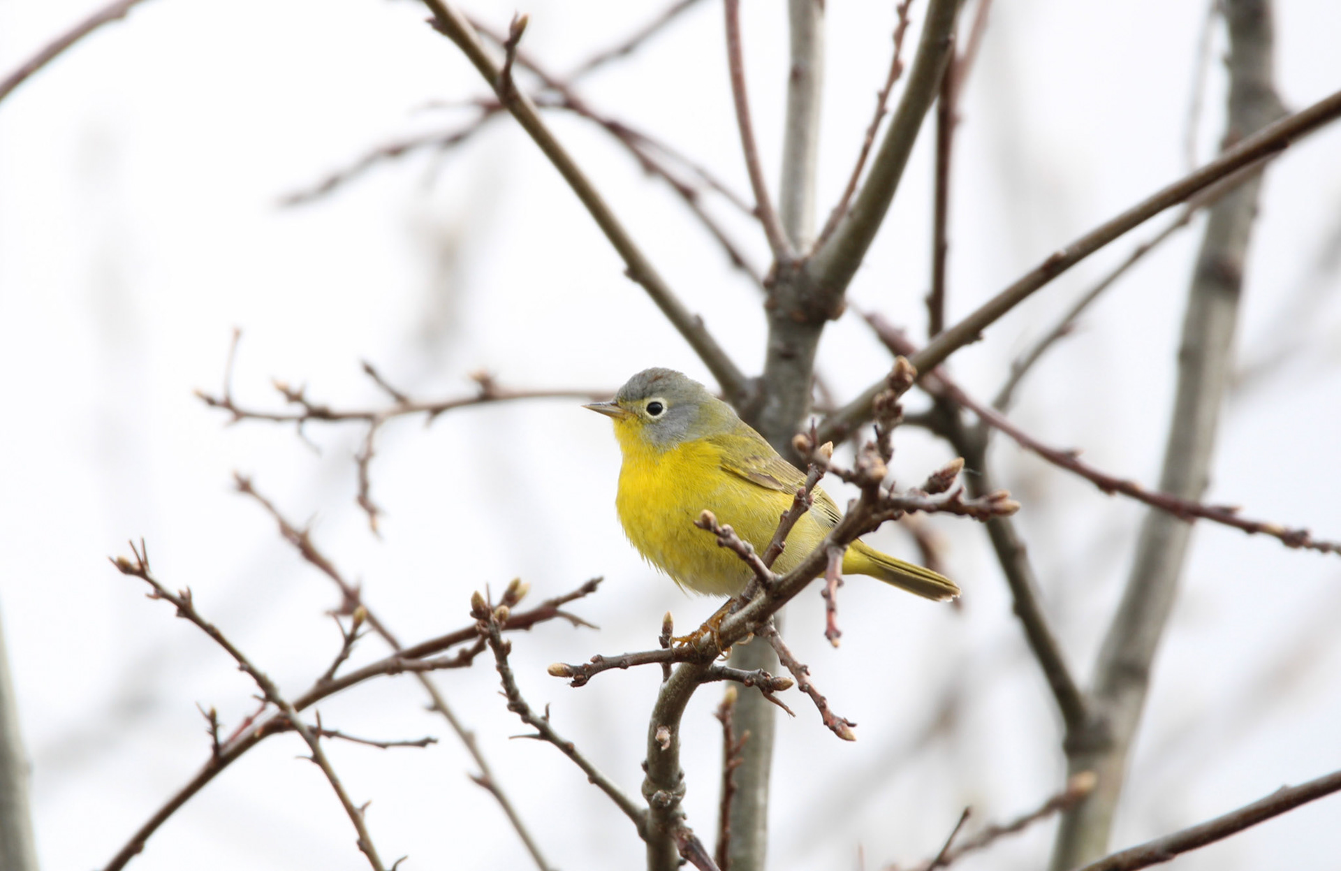 Nashville Warbler
