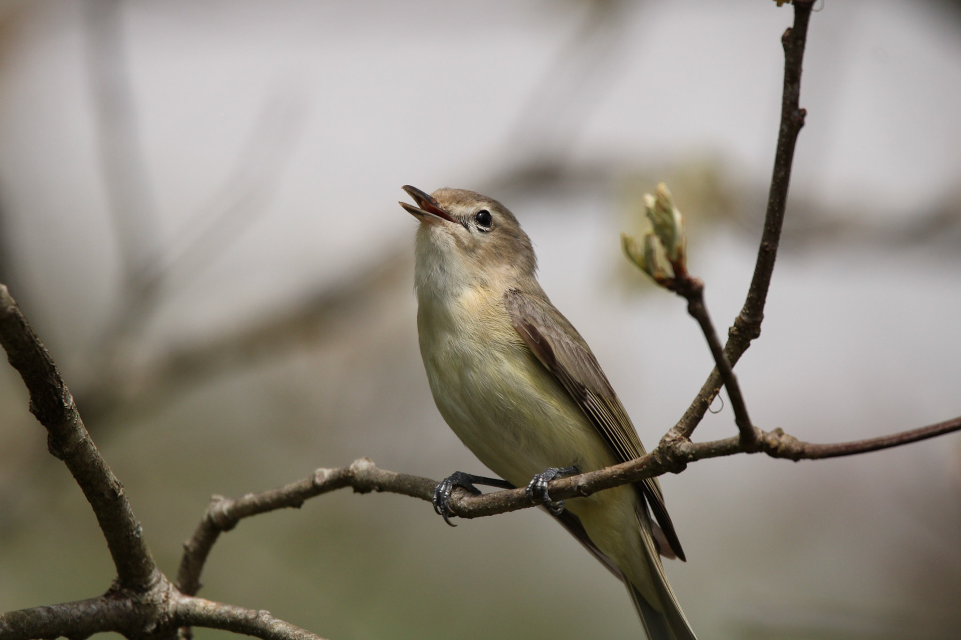 Warbling Vireo