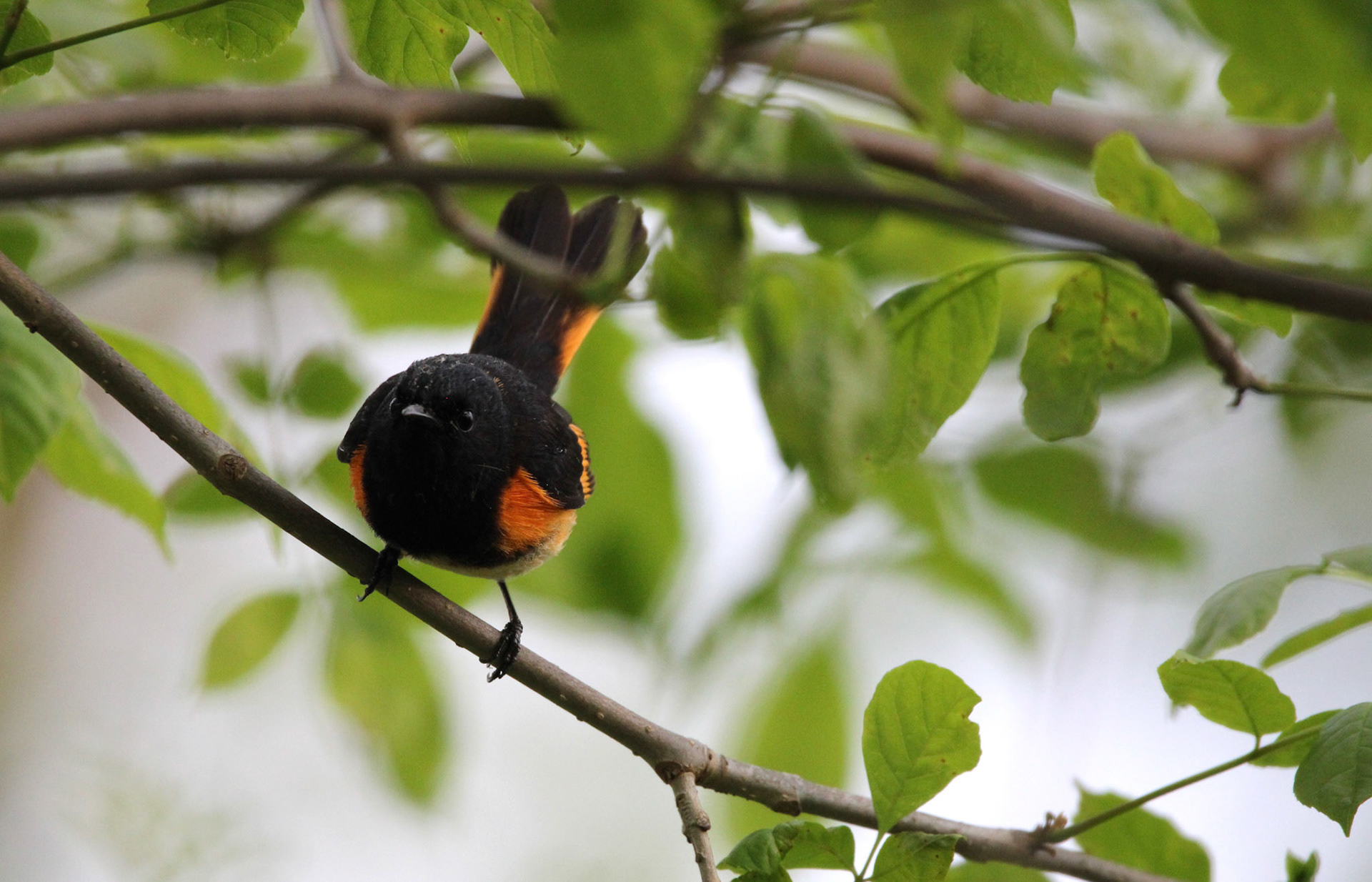 American Redstart