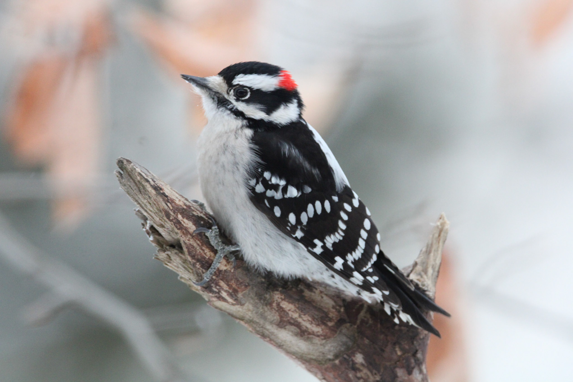 Downy Woodpecker