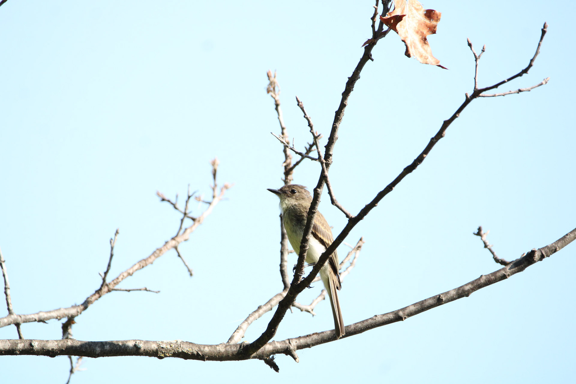 Eastern Wood Pewee