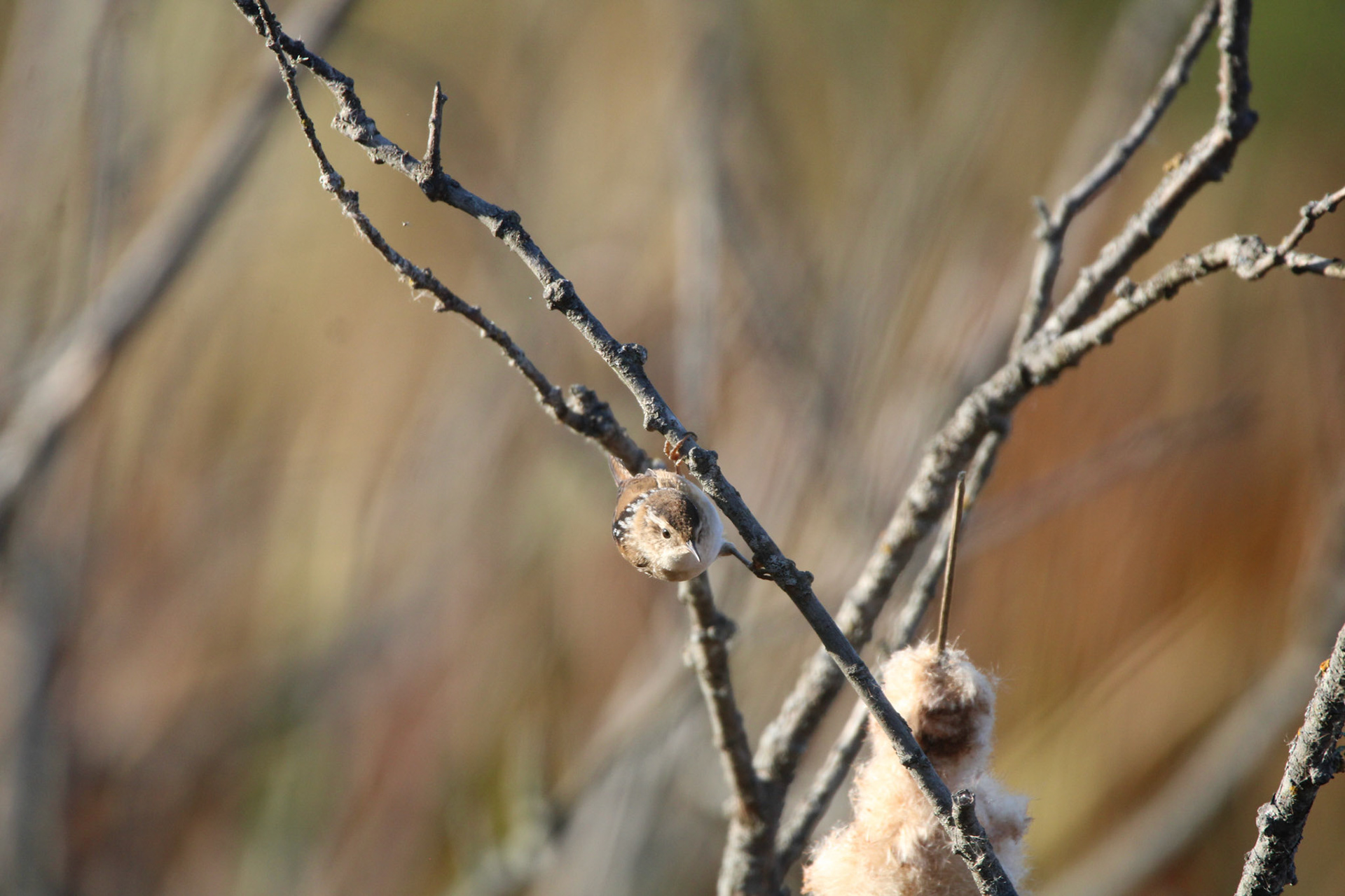 Marsh Wren