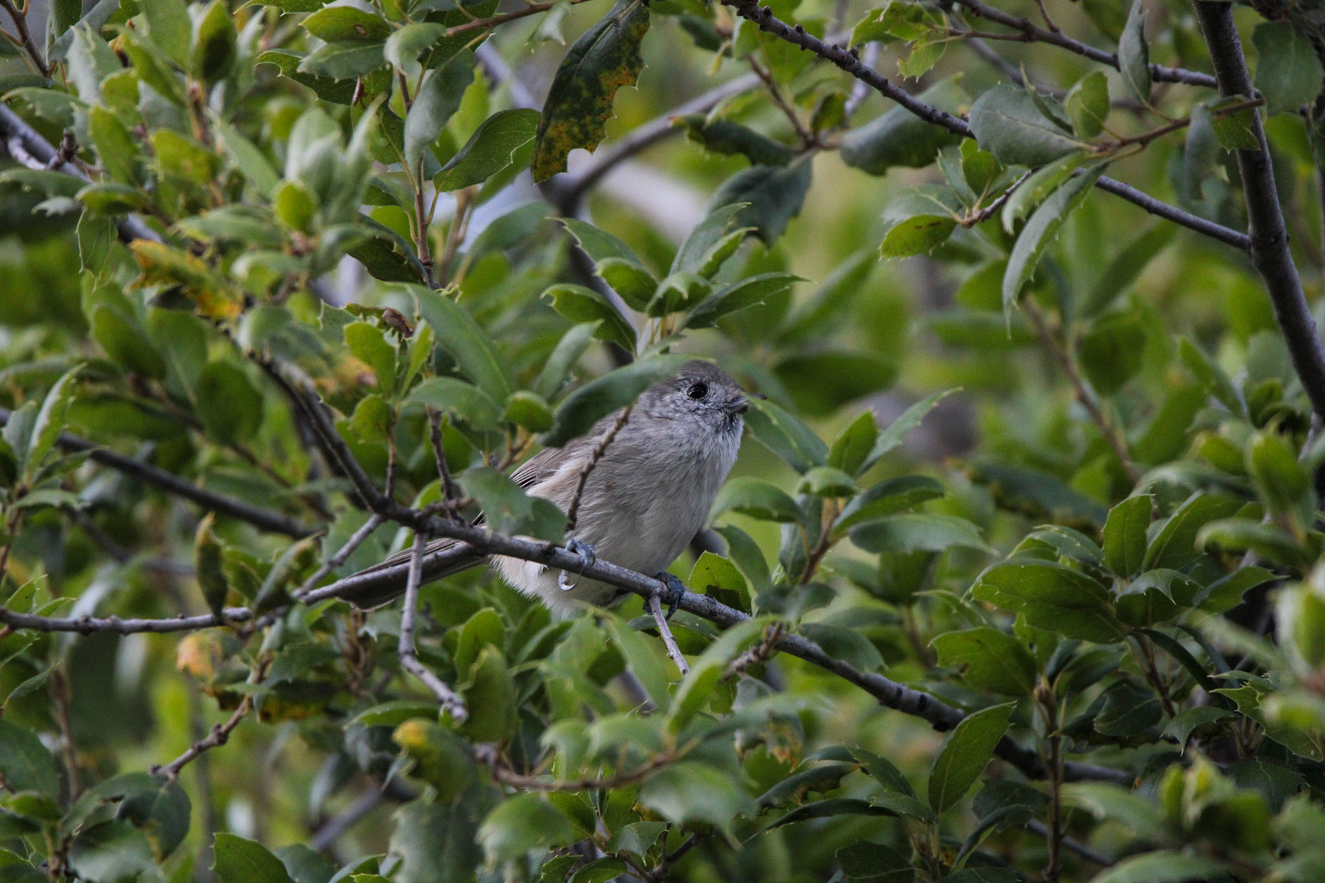Oak Titmouse - Mariposa, CA