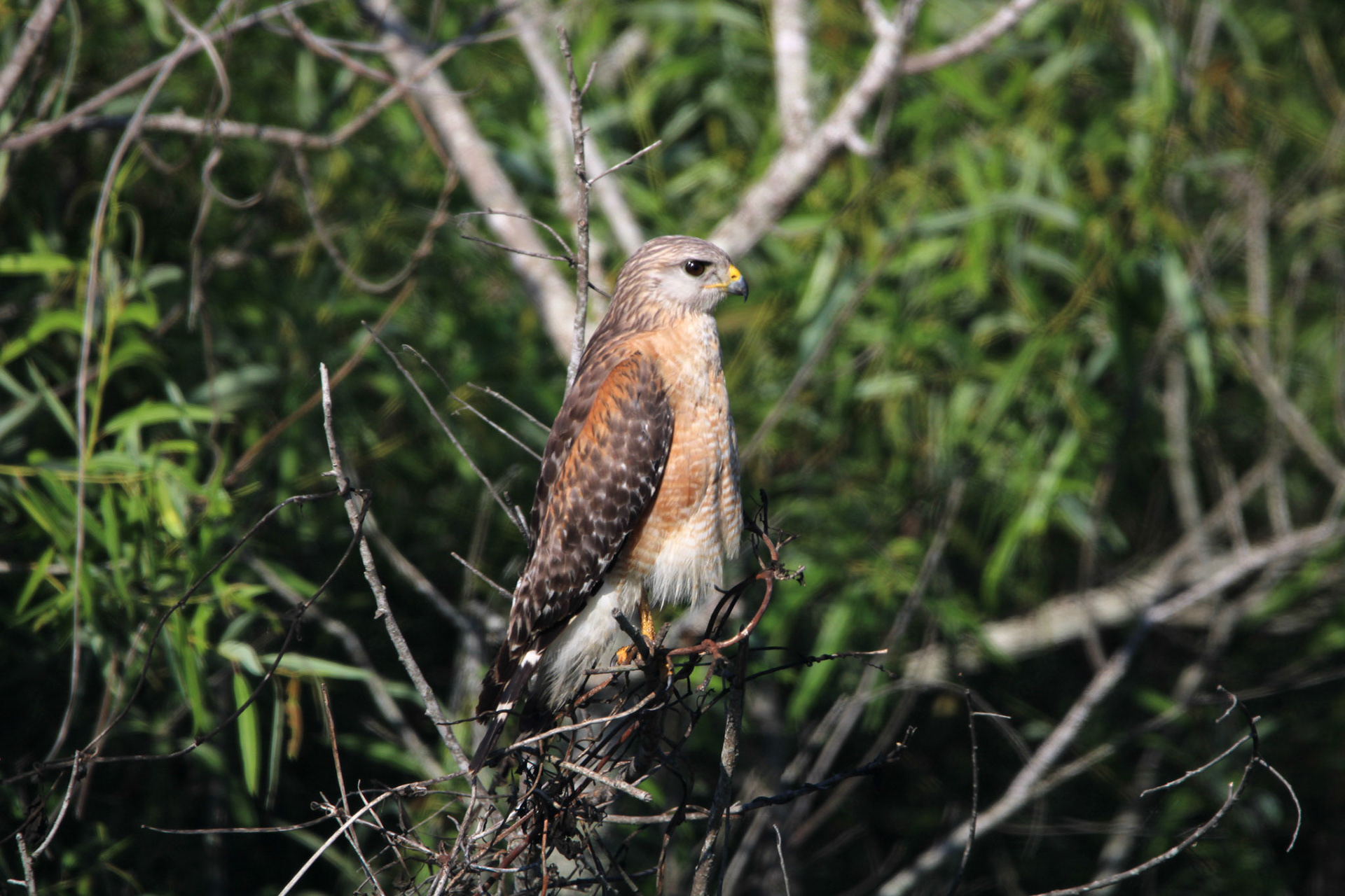 Red-shouldered Hawk - Rotenberger Wildlife Management Area