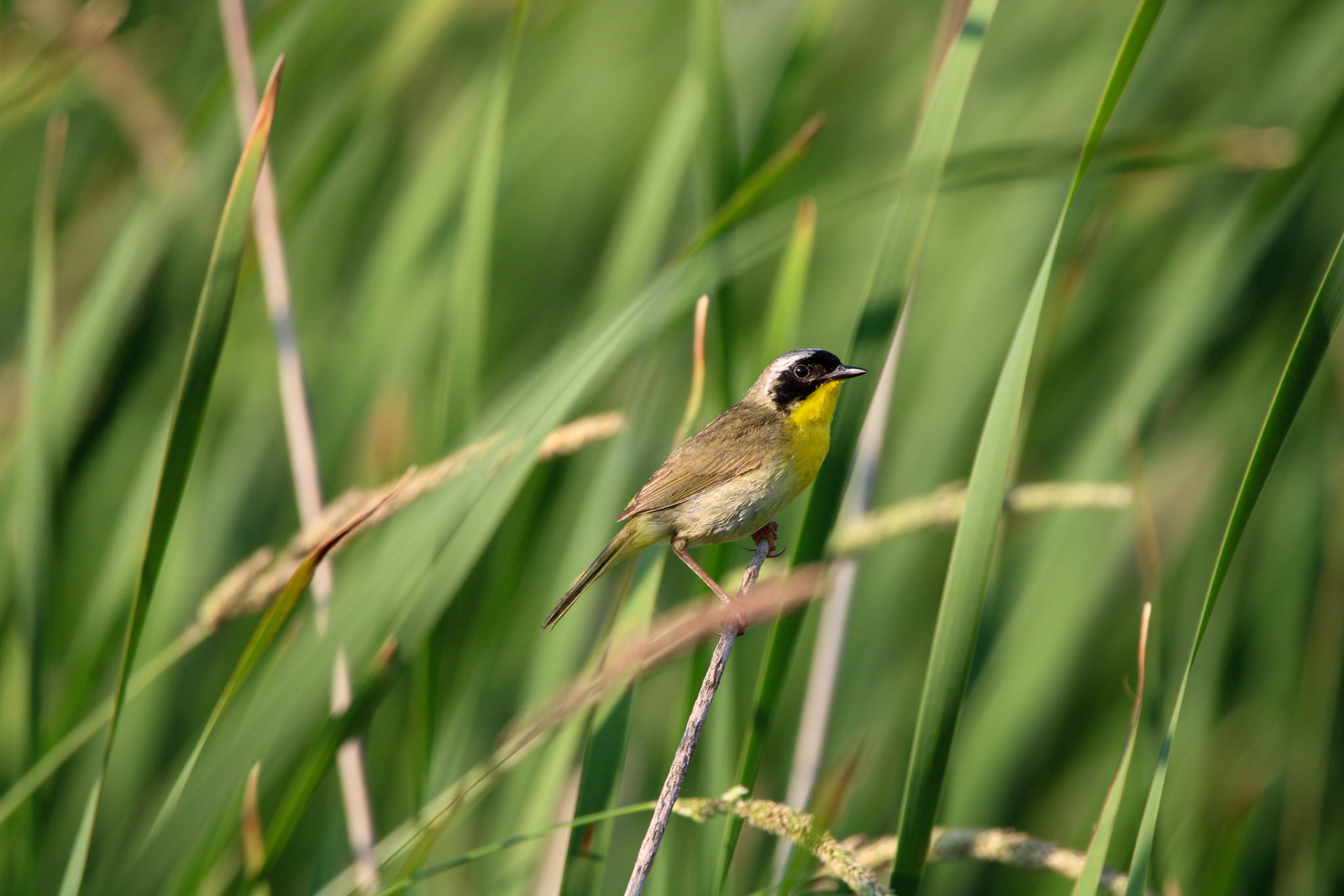 Common Yellowthroat