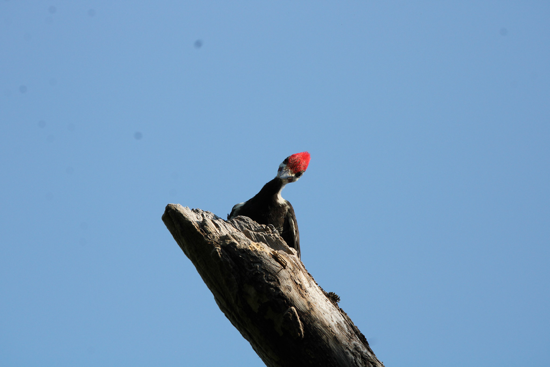 Pileated Woodpecker