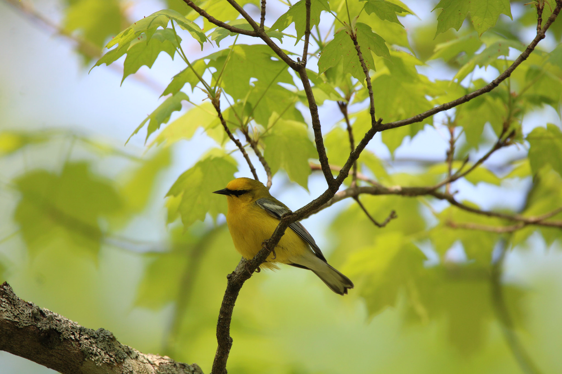 Blue-winged Warbler