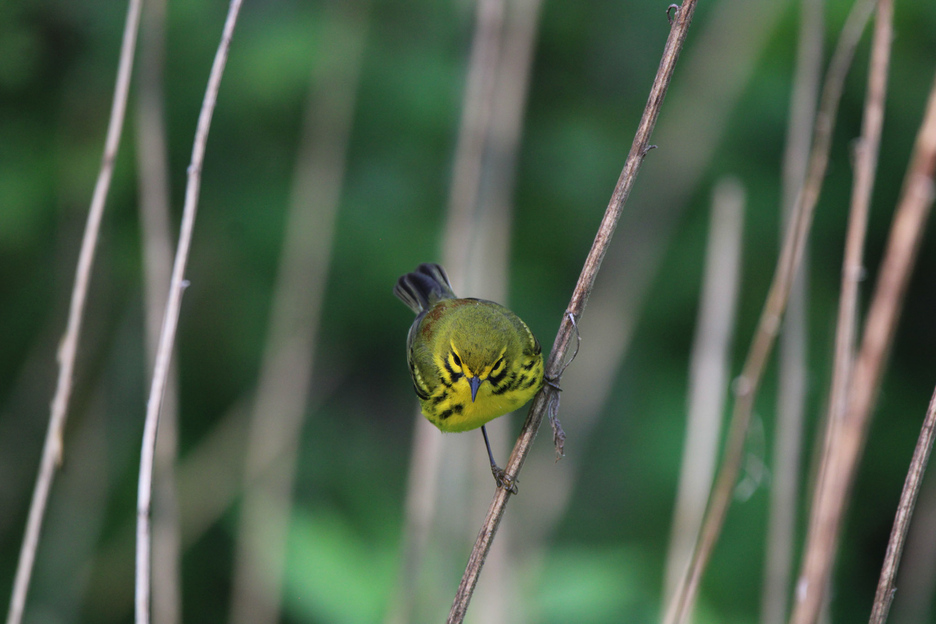 Prairie Warbler