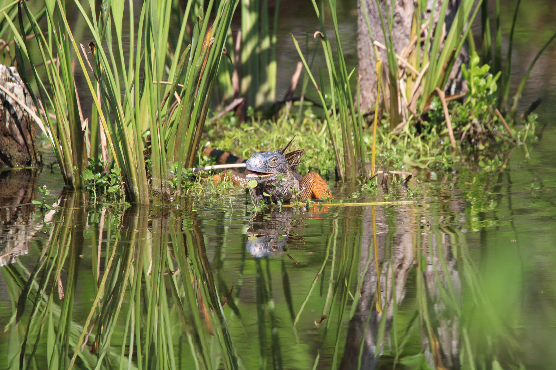 Iguana - Wakodahatchee Wetlands