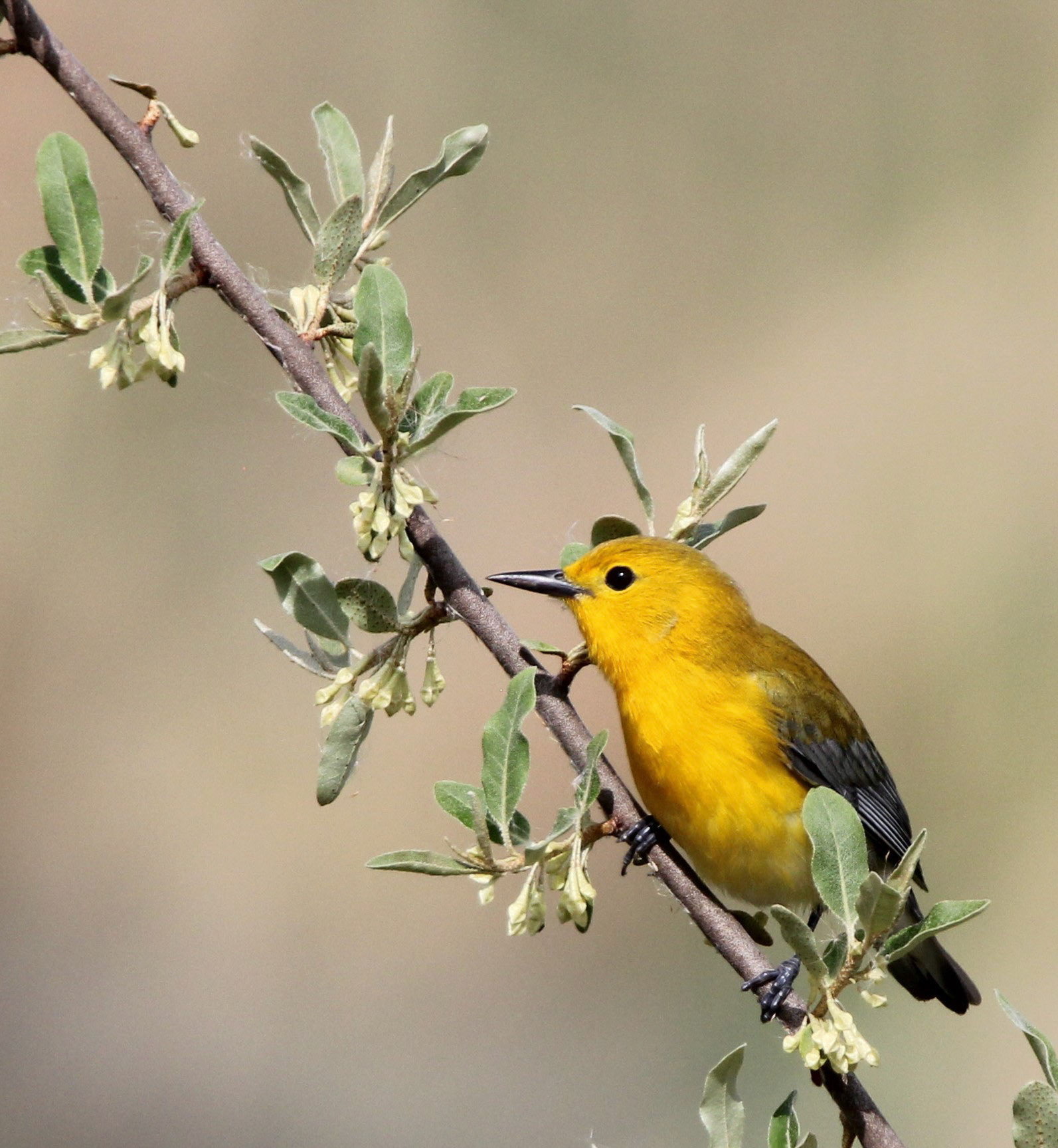 Prothonotary Warbler