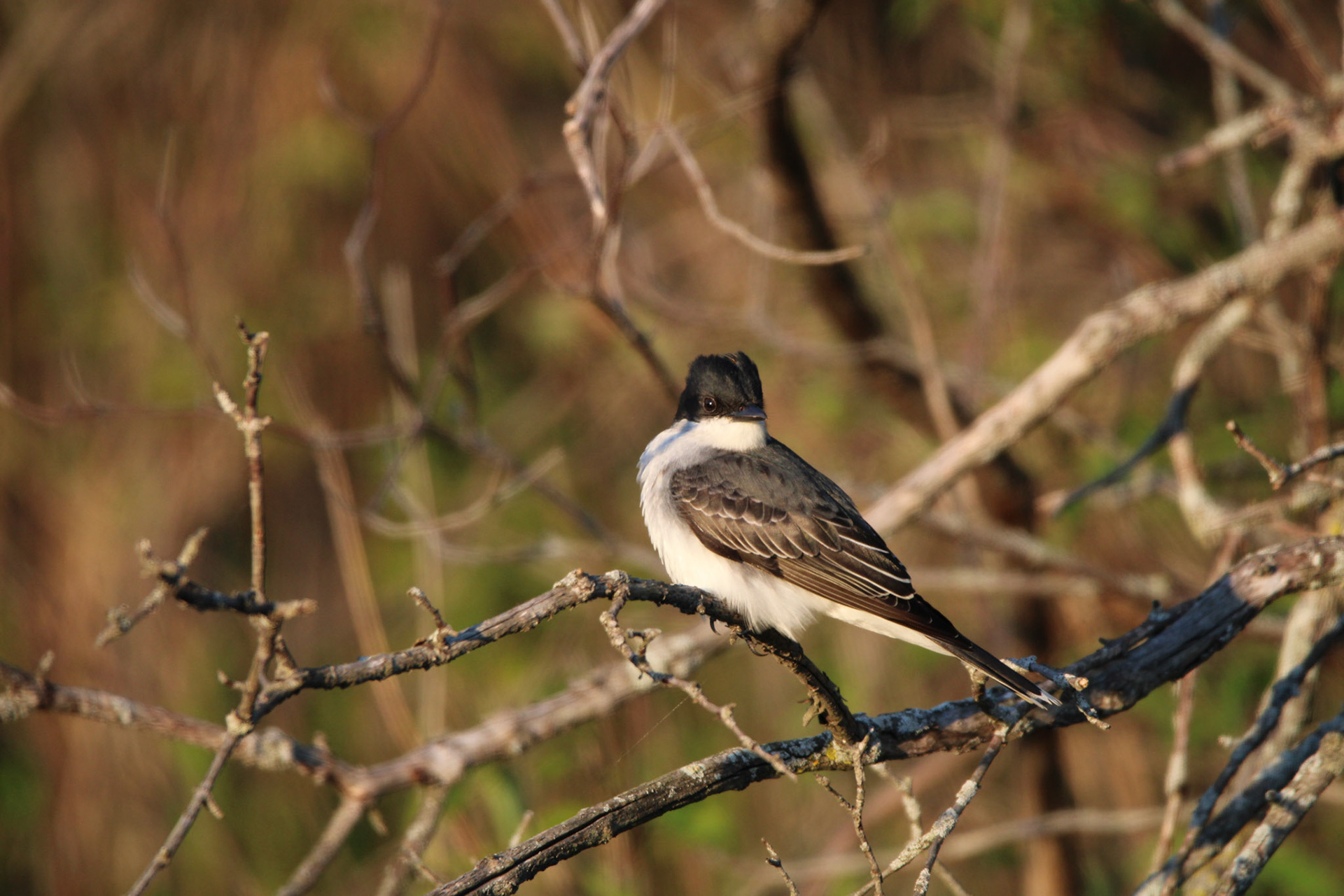 Eastern King Bird