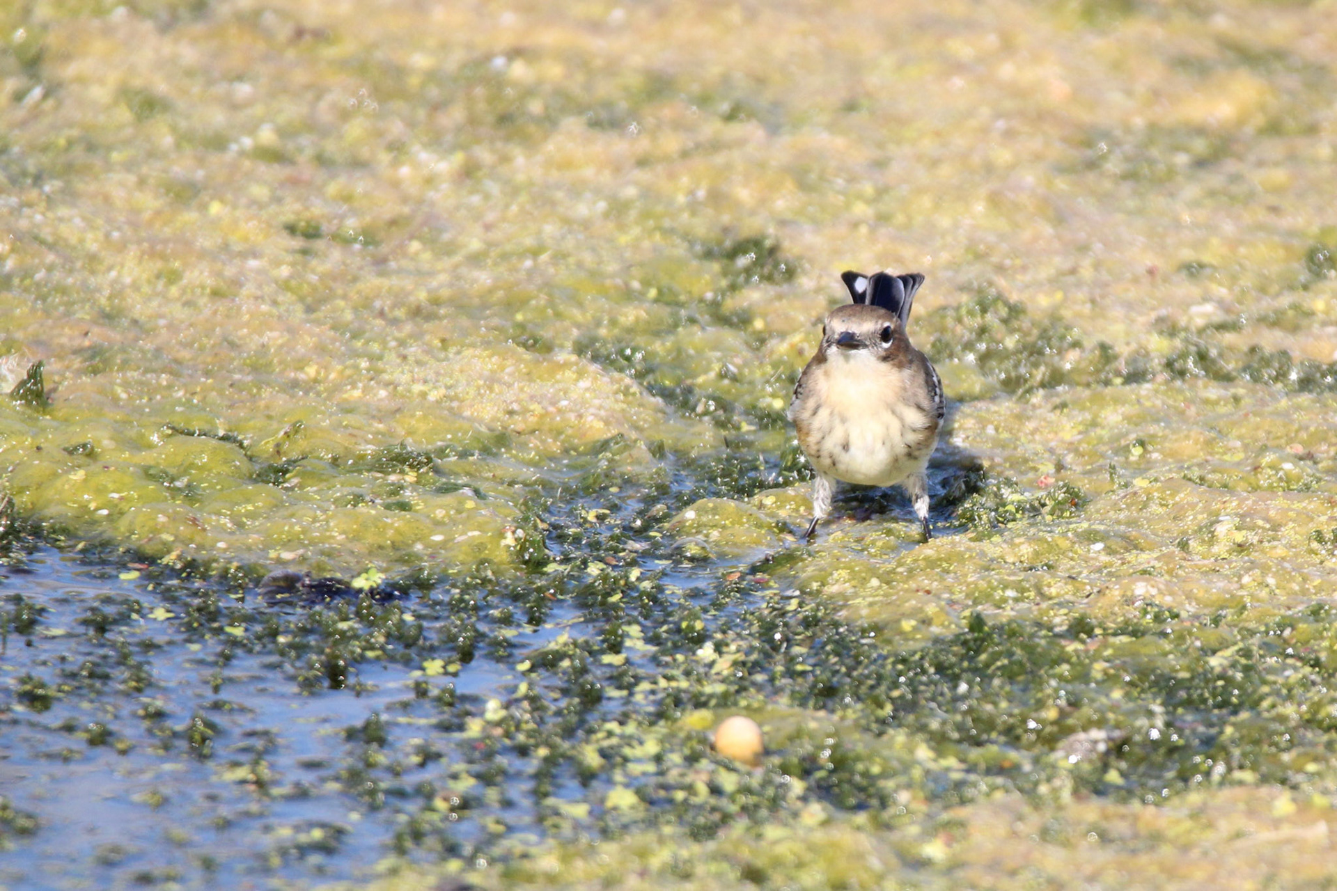 Yellow-rumped Warbler