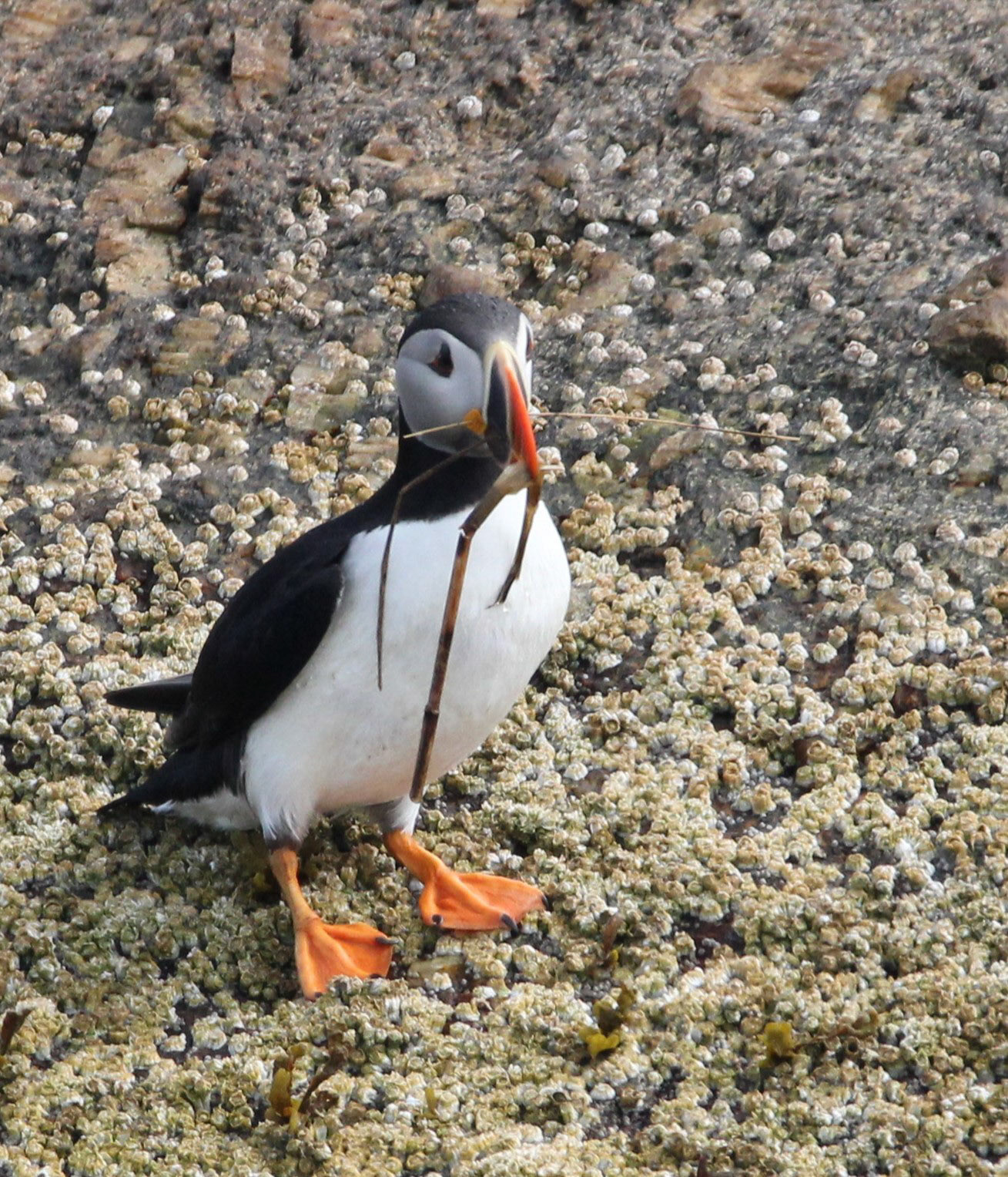 Atlantic Puffin