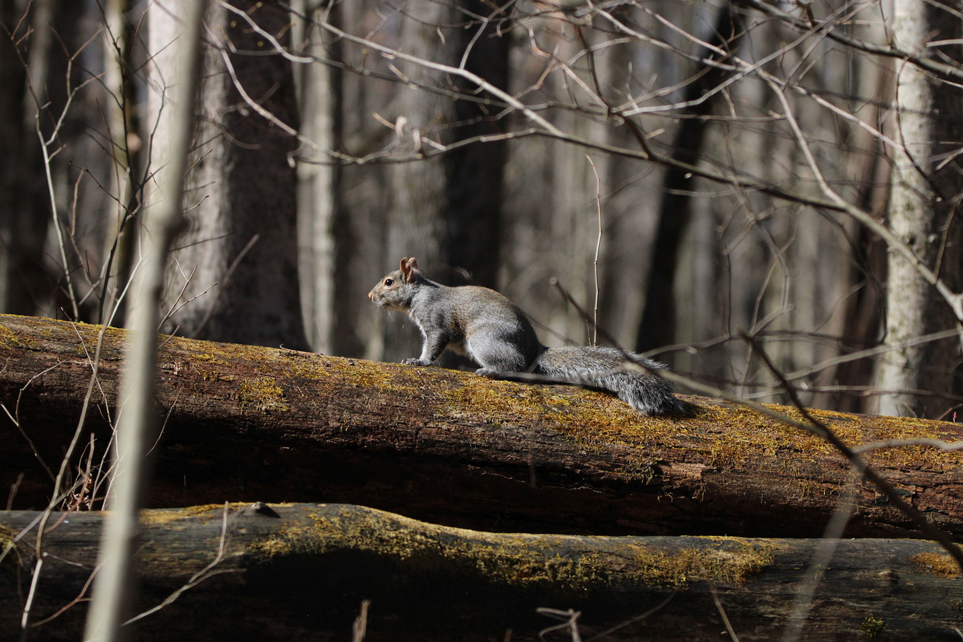 Grey Squirrel 