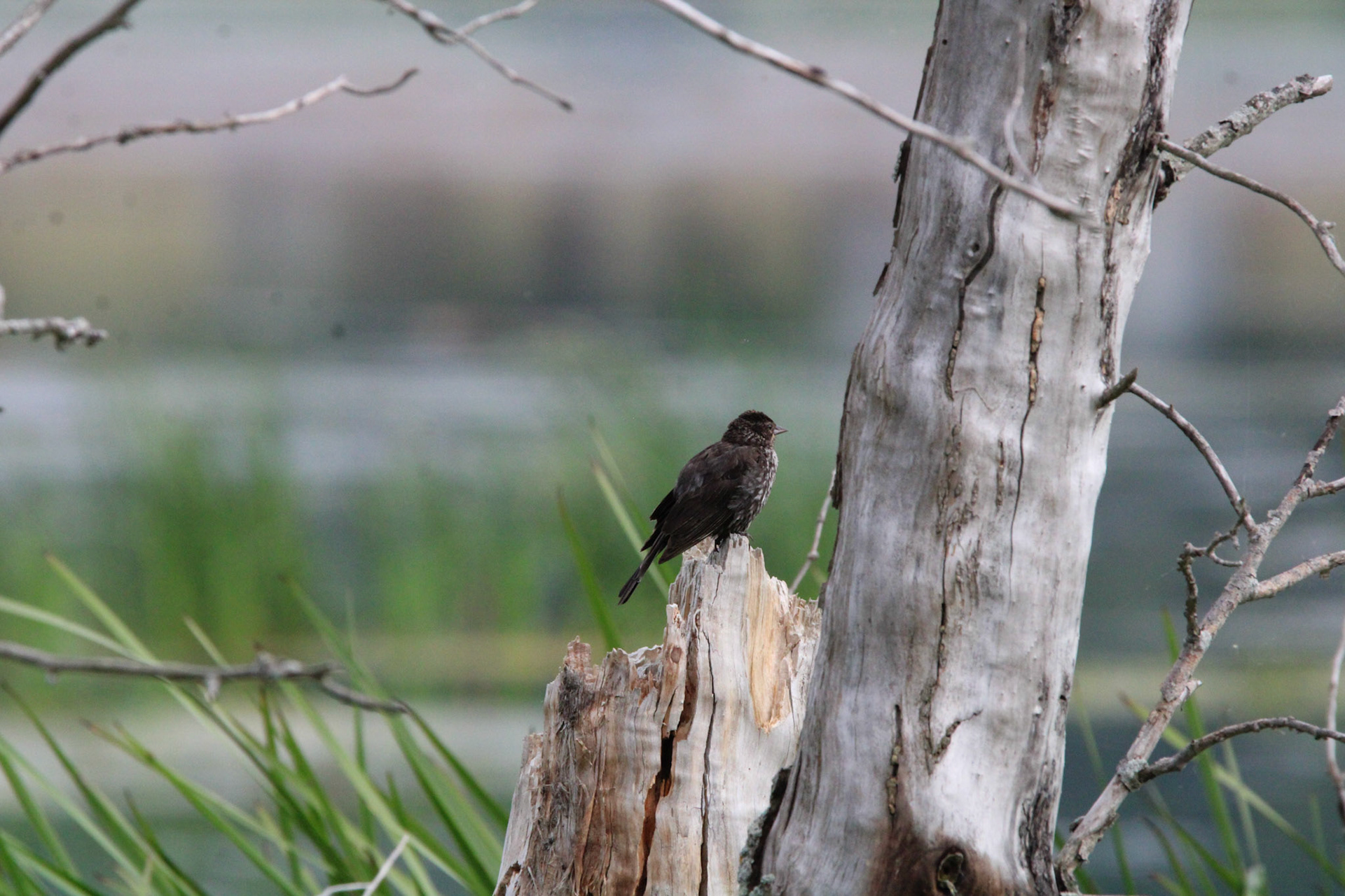 Red-winged Blackbird