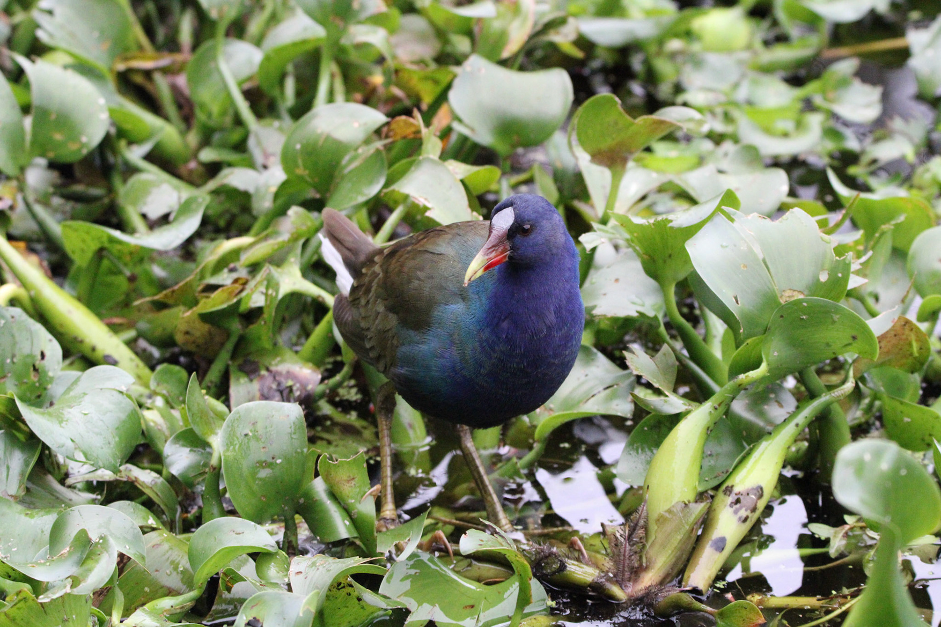 Purple Gallinule
