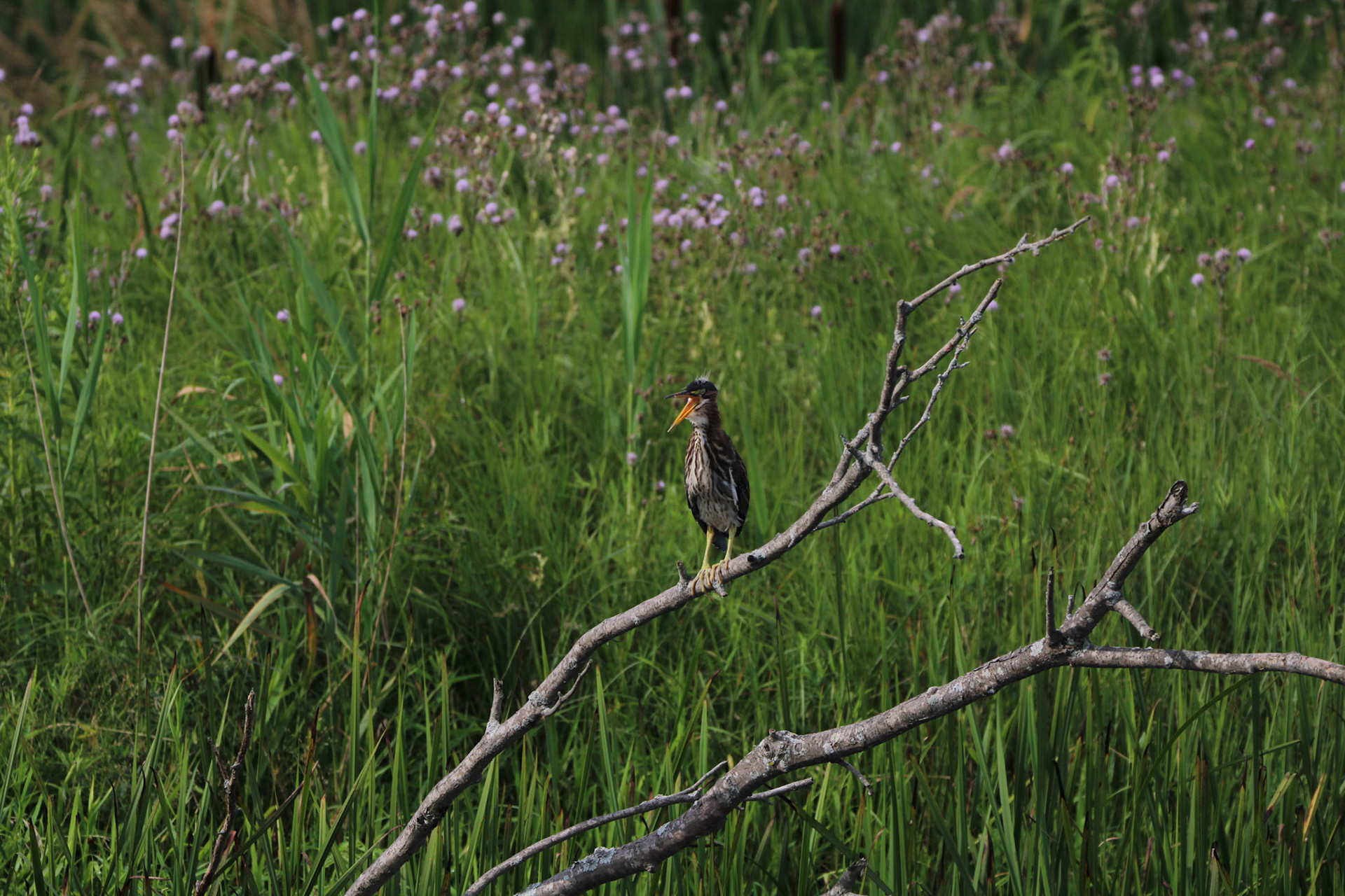 Green Heron