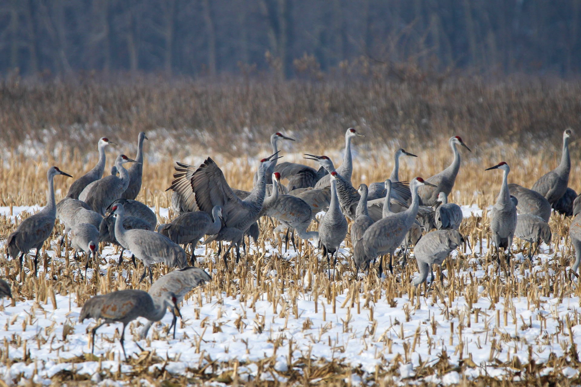 Sandhill Cranes