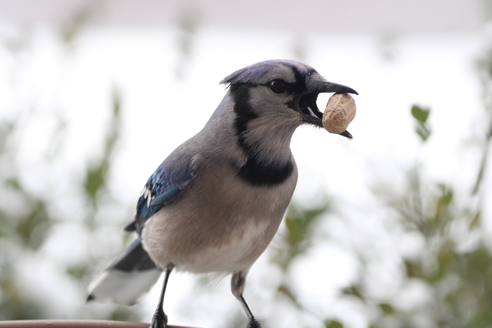 Blue jay