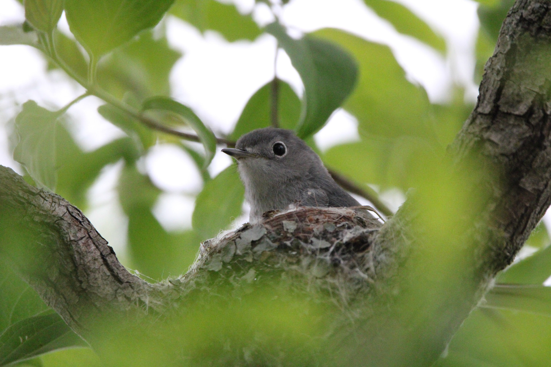 Blue-gray Gnatcatcher (F)