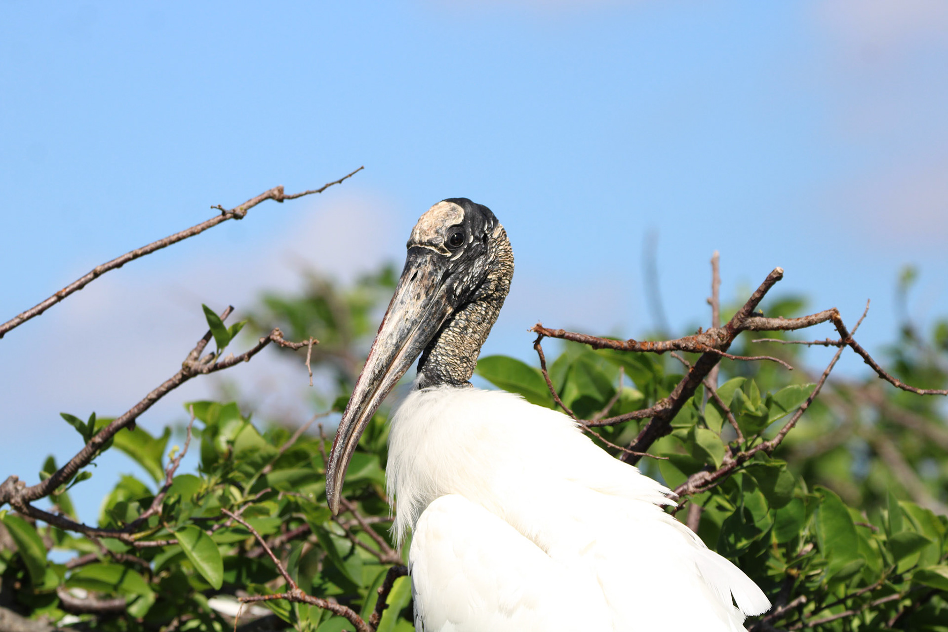 Wood Stork - Wakodahatchee Wetlands