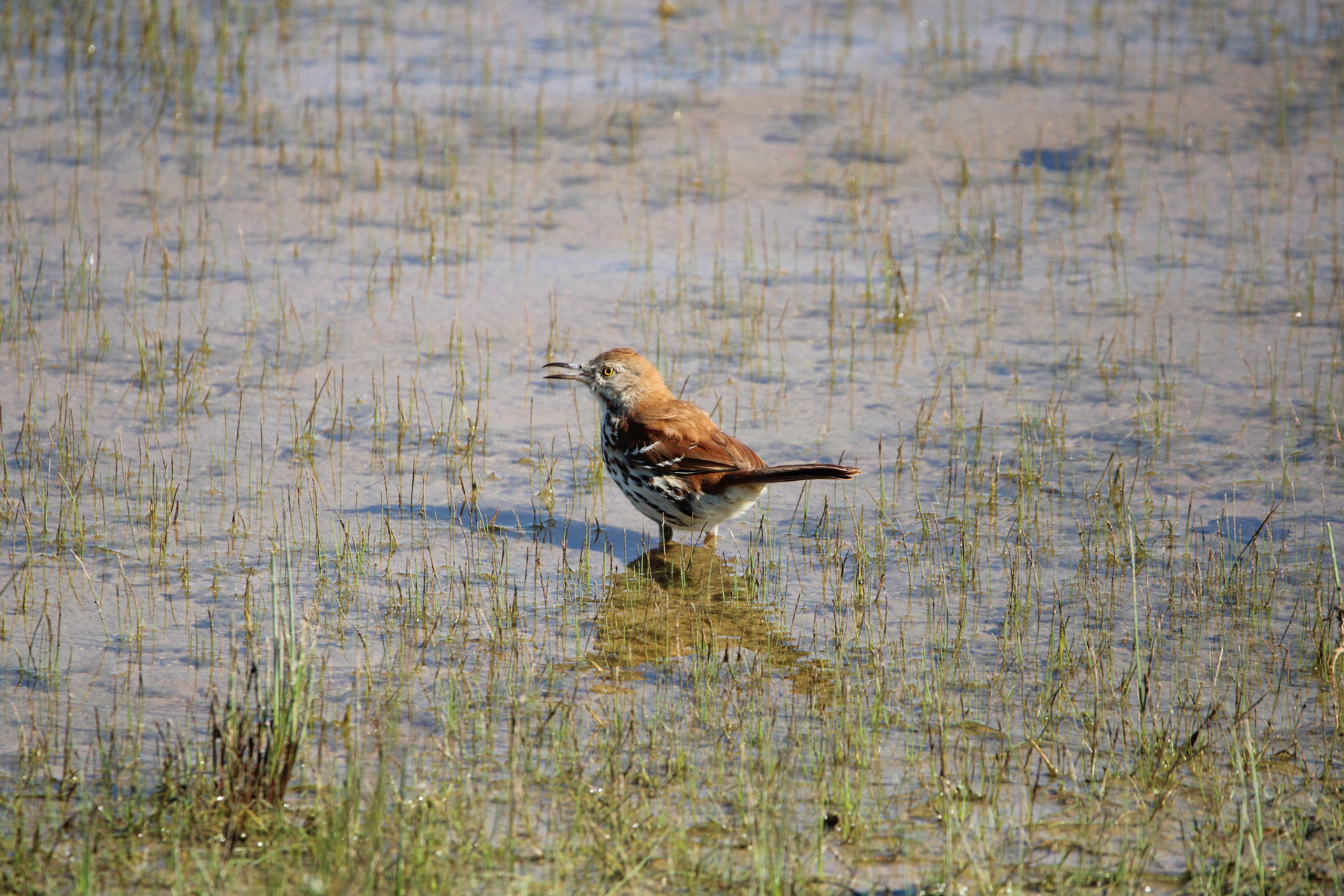 Brown Thrasher