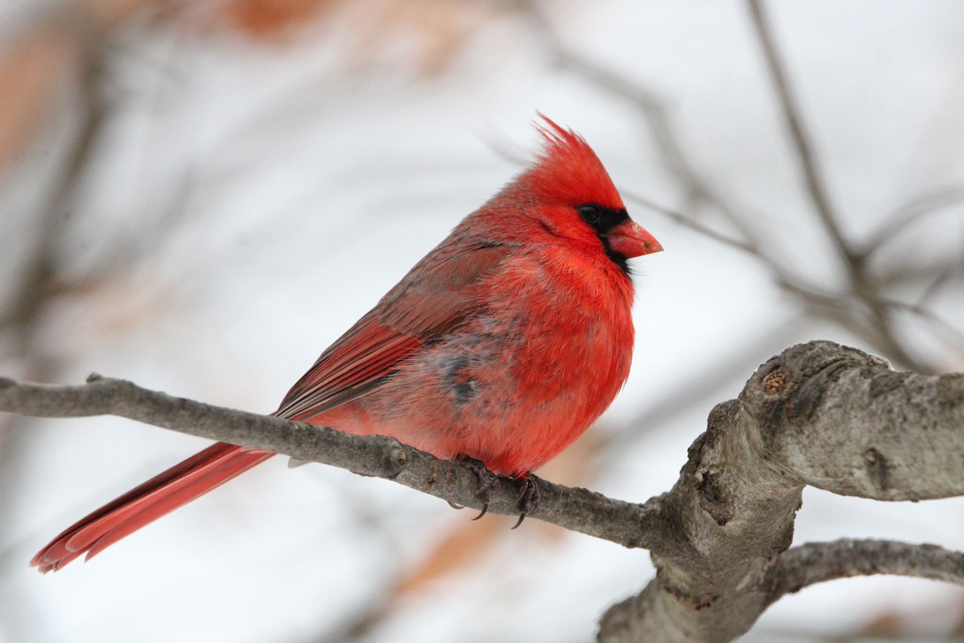 Northern Cardinal