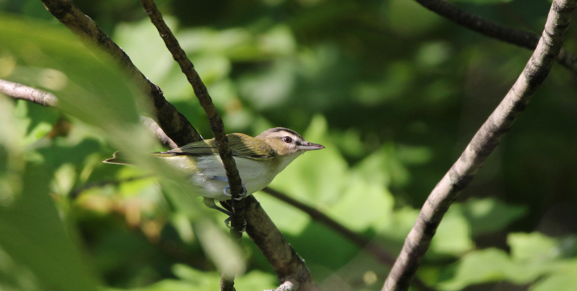 Red-eyed Vireo