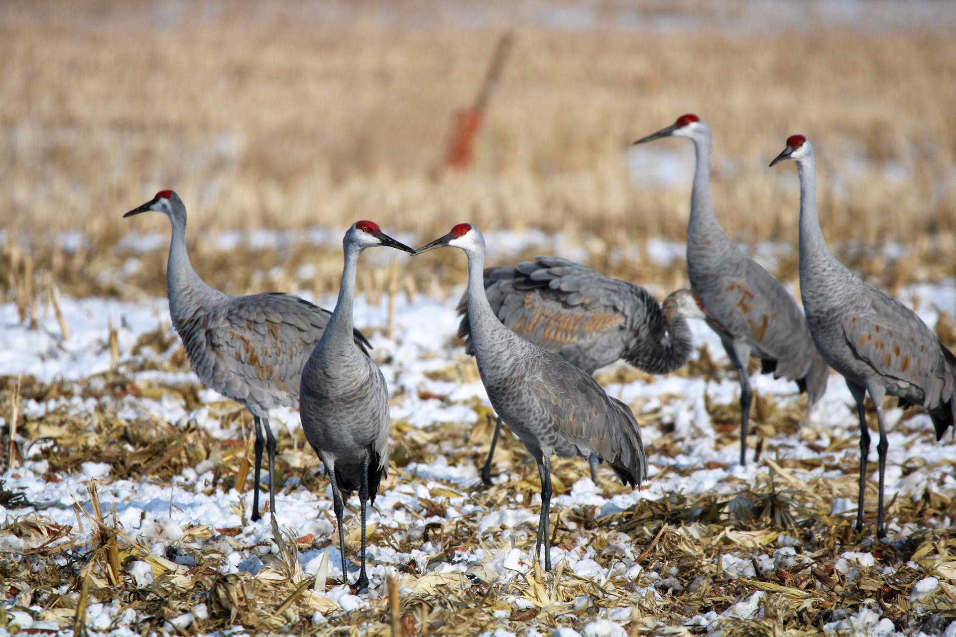 Sandhill Cranes