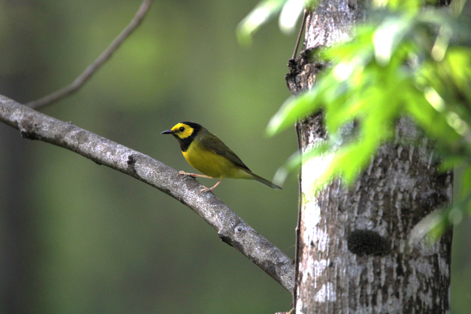 Hooded Warbler