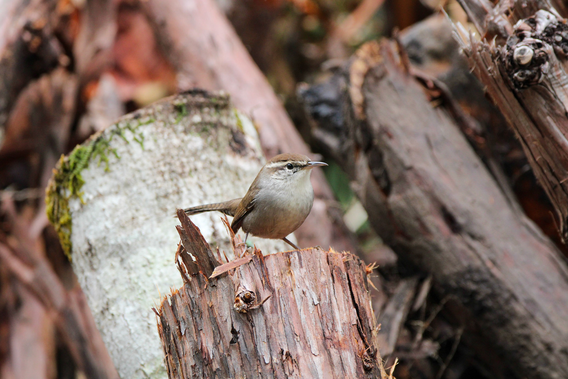 Bewick's Wren - Big Basin Redwoods State Park