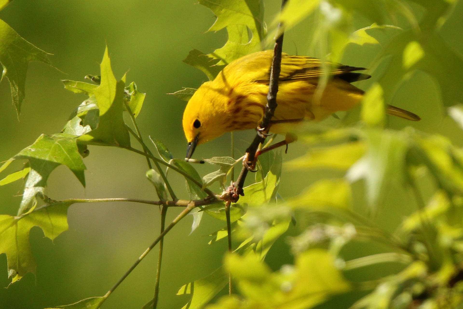 Yellow Warbler