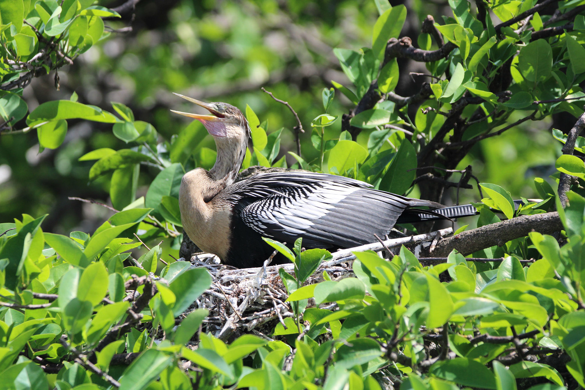 Anhinga - Wakodahatchee Wetlands