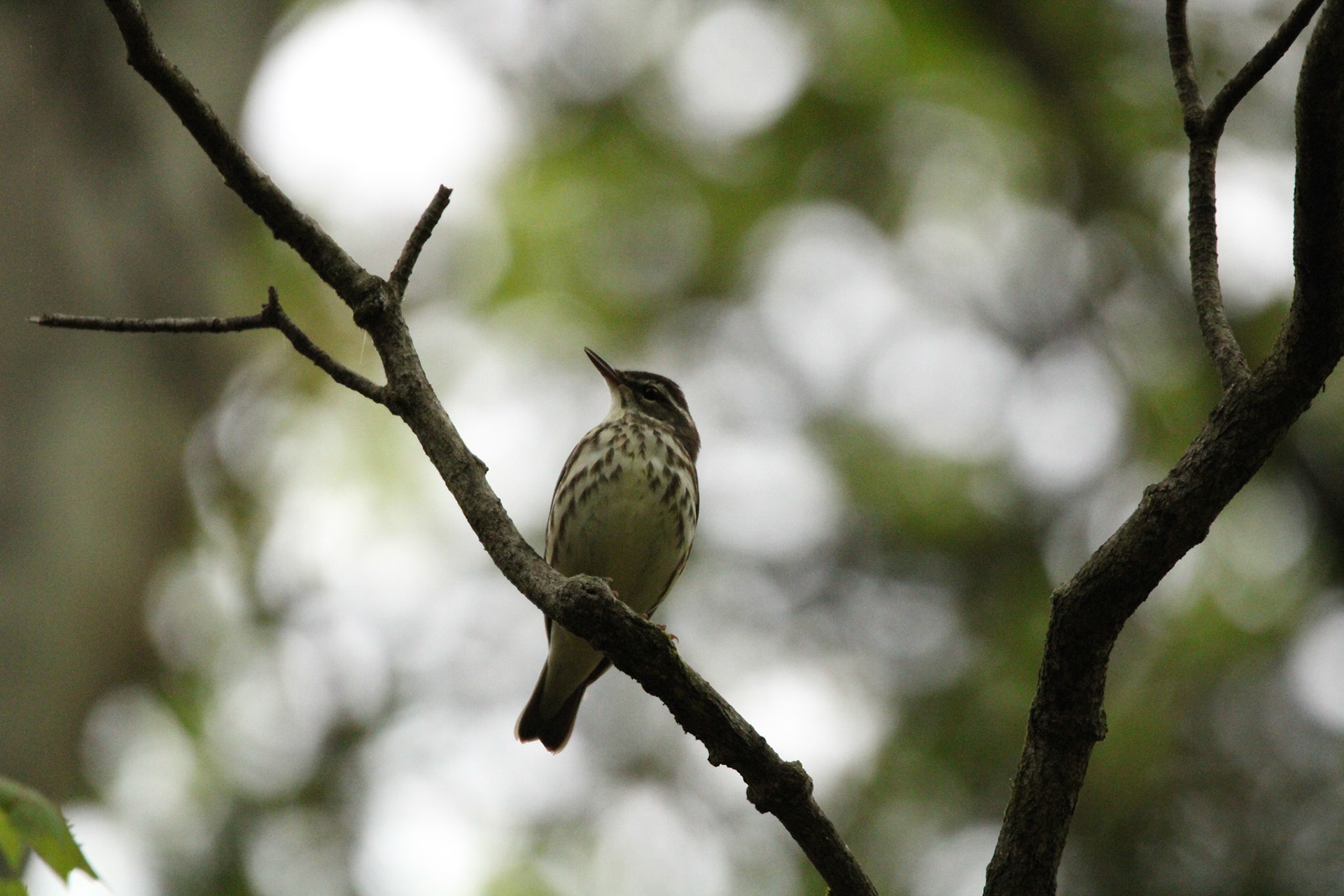 Louisiana Waterthrush 
