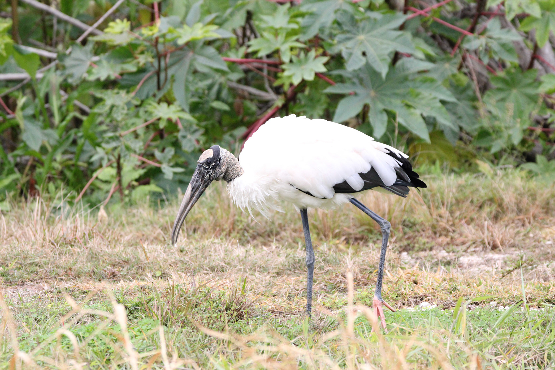 Wood Stork