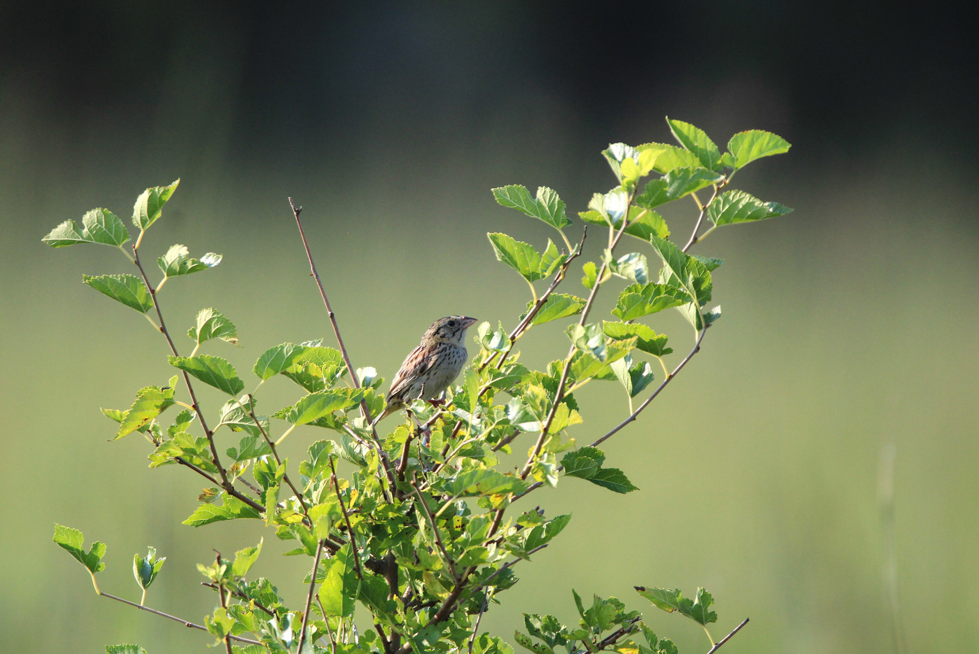 Henslow's Sparrow