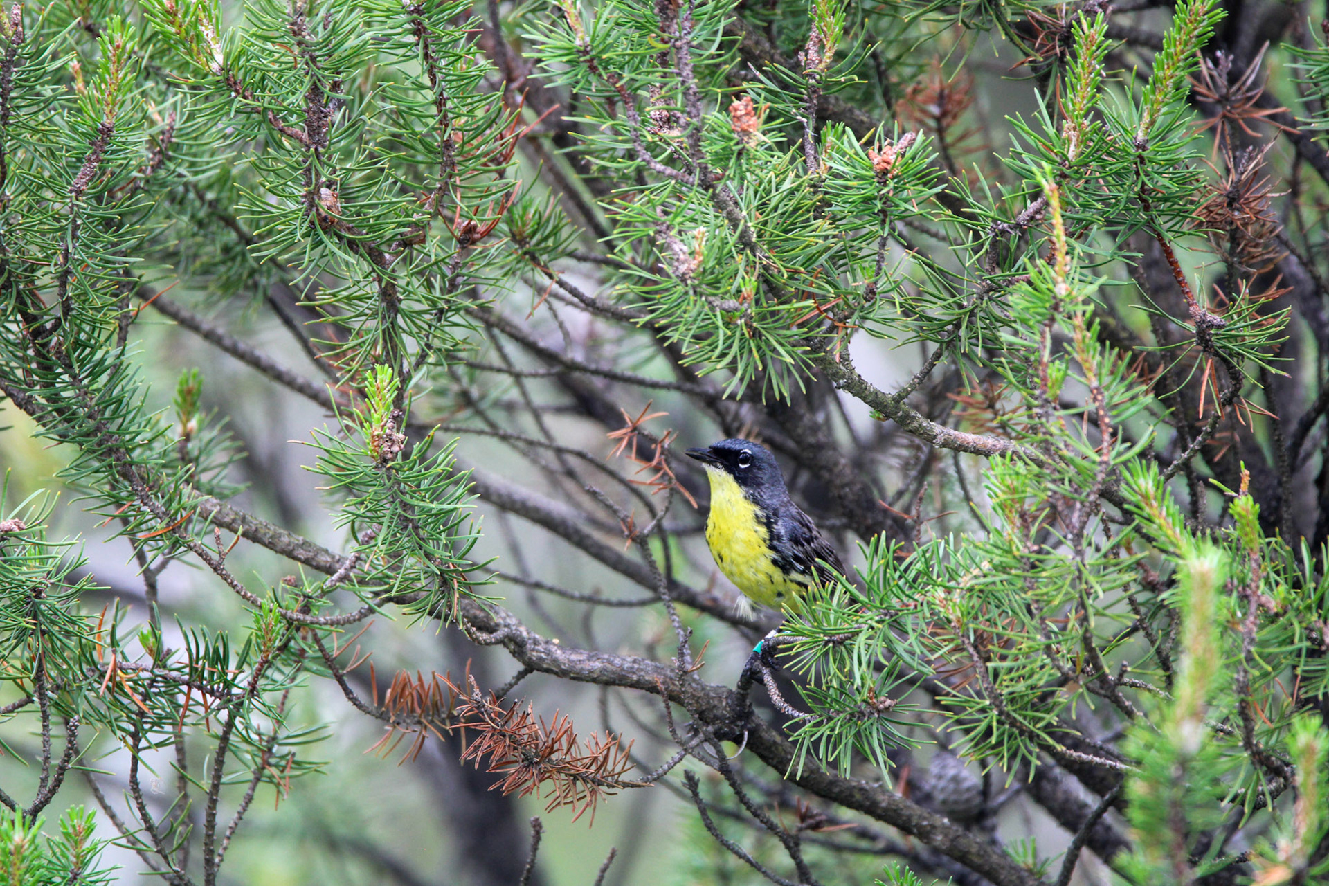 Kirtland's Warbler - Huron National Forest